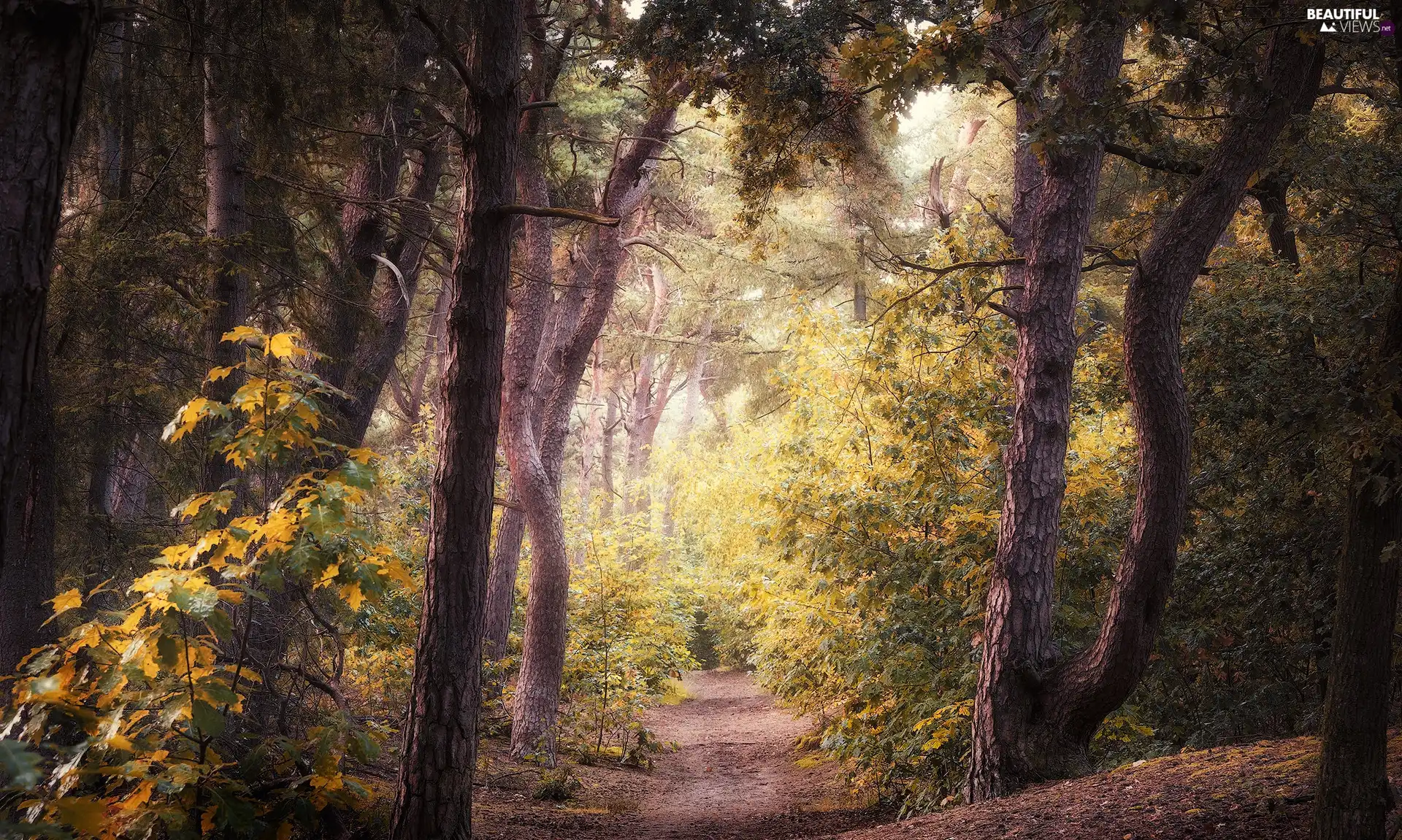 day, Path, trees, viewes, forest, sunny