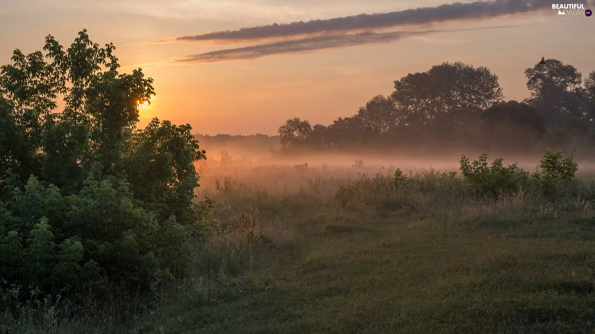 Bush, trees, Sunrise, viewes, Meadow, grass, Fog