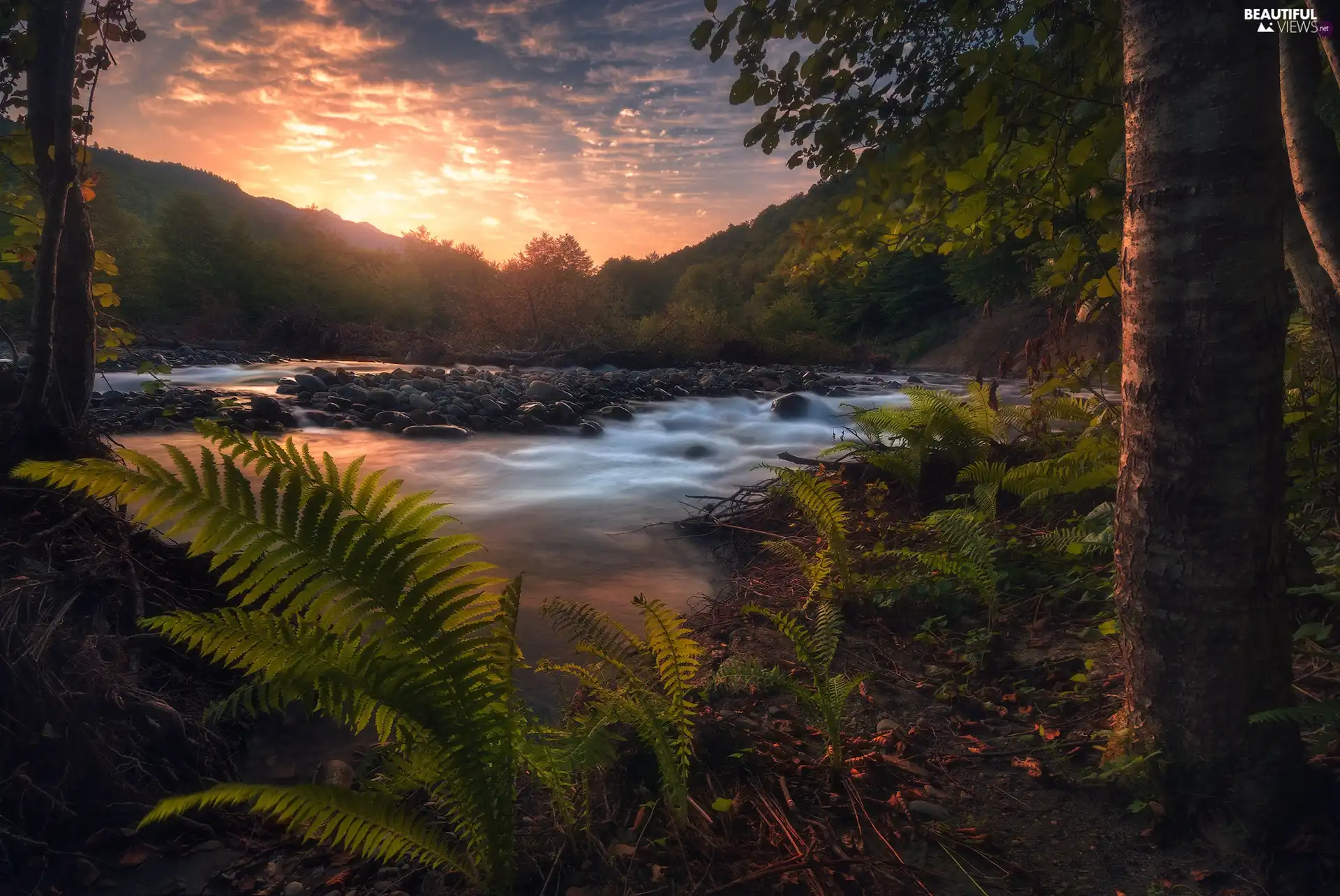 Stones, Great Sunsets, viewes, fern, trees, River