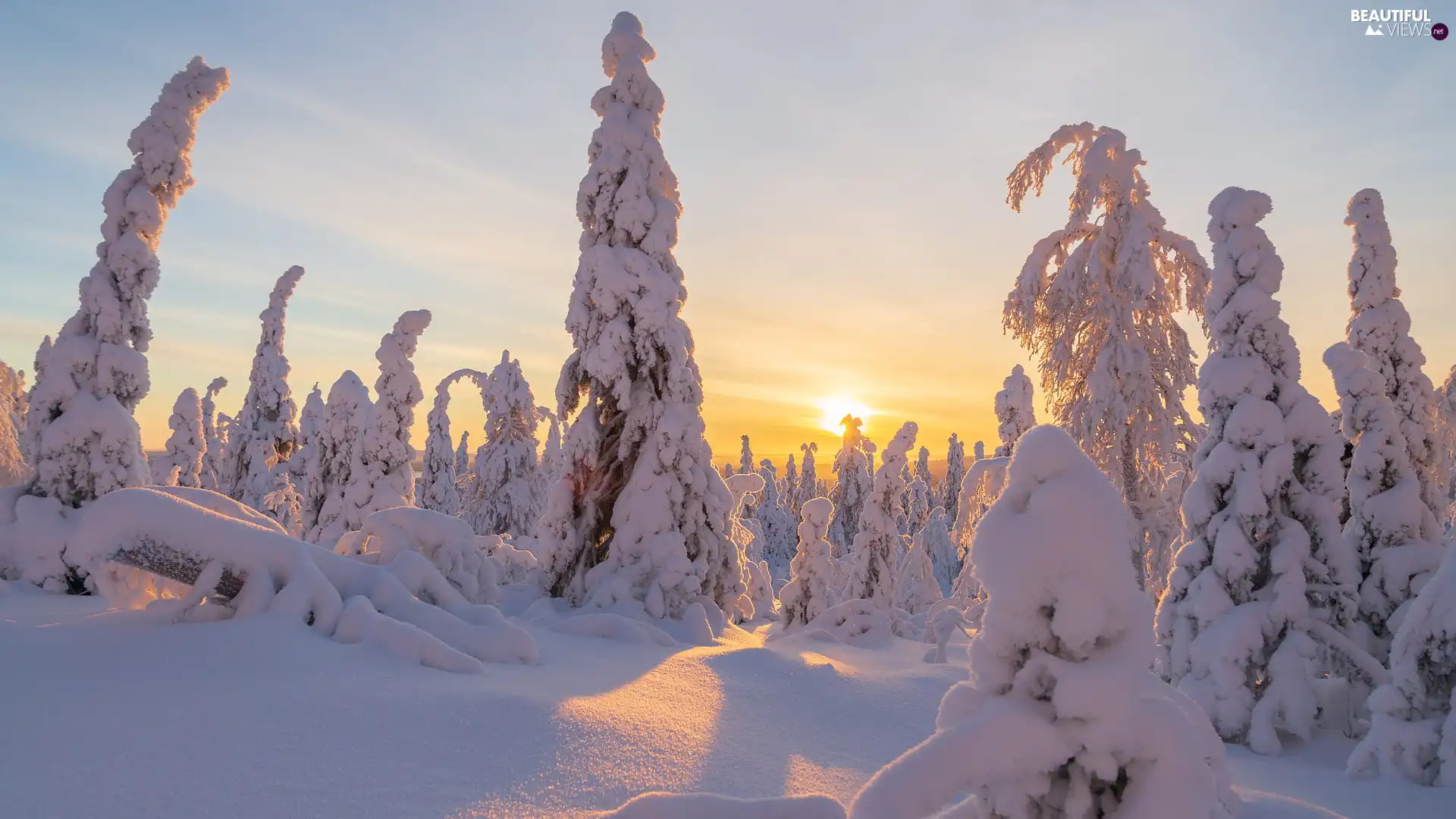 snowy, Great Sunsets, viewes, forest, trees, winter