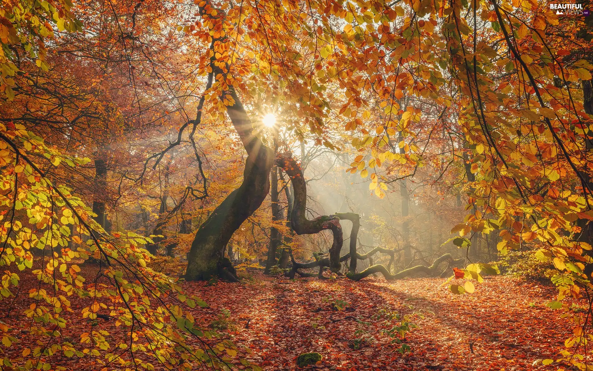 viewes, forest, Leaf, trees, autumn, Yellow, rays of the Sun