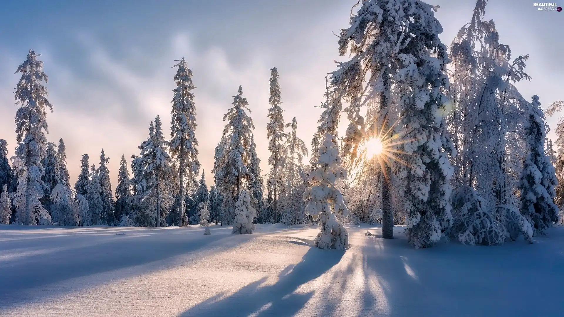 viewes, Snowy, winter, snow, rays of the Sun, trees