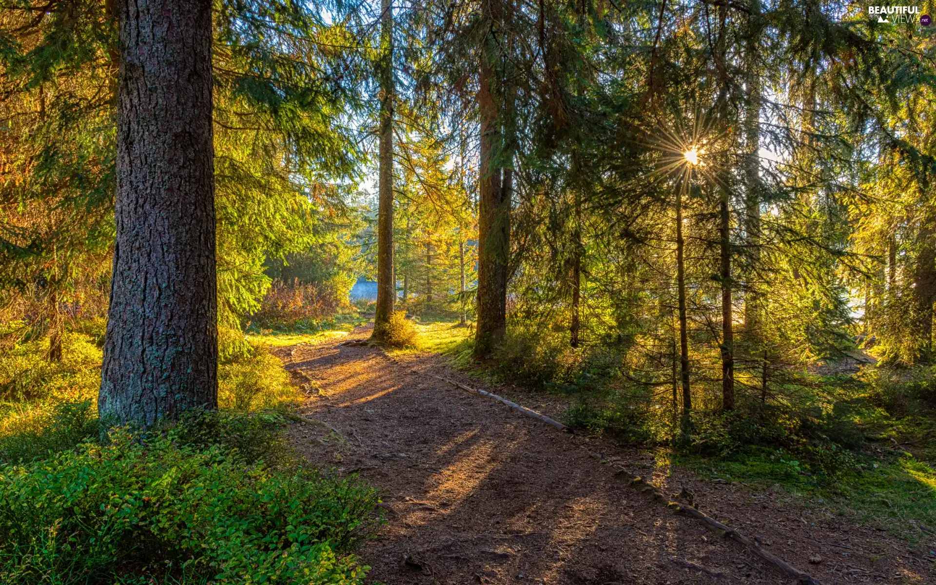viewes, forest, Path, trees, Green, Bush, rays of the Sun