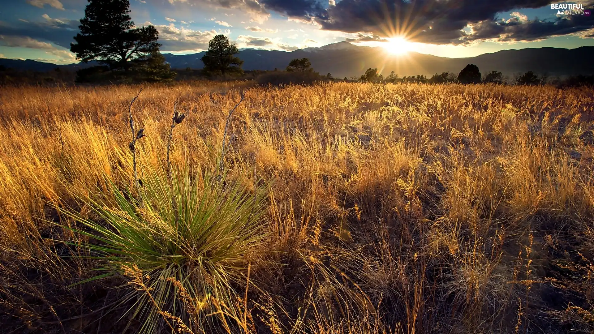 viewes, grass, Sky, trees, Meadow, clouds, rays of the Sun