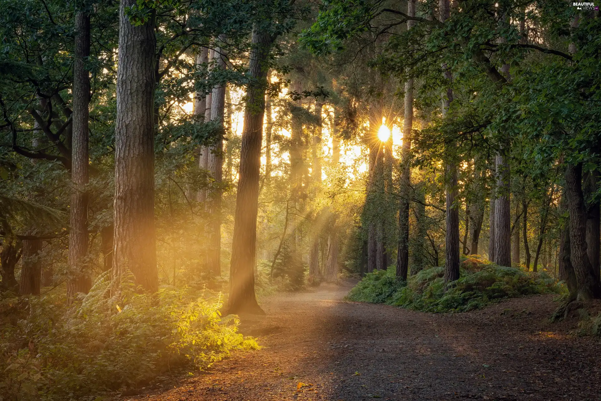 viewes, forest, Fog, trees, Way, morning, light breaking through sky