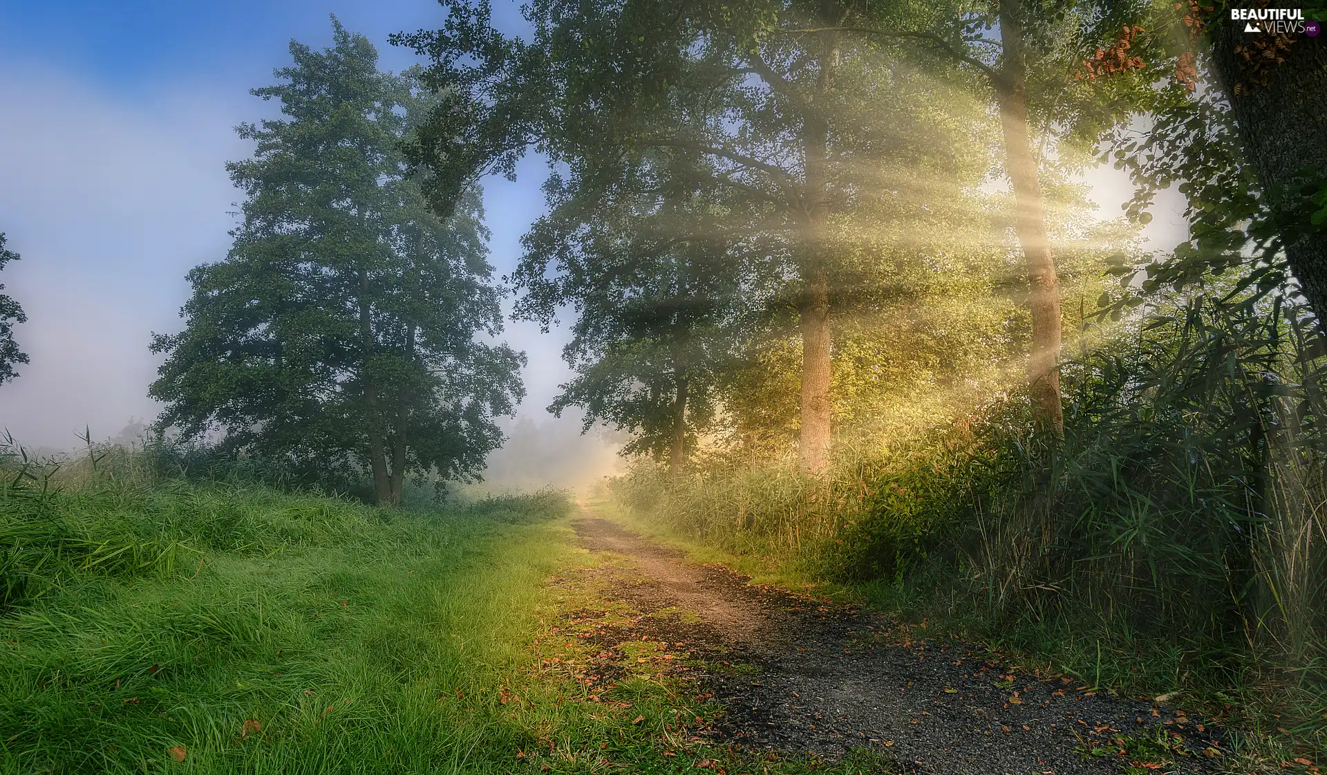 viewes, Path, Sunrise, trees, forest, grass, light breaking through sky