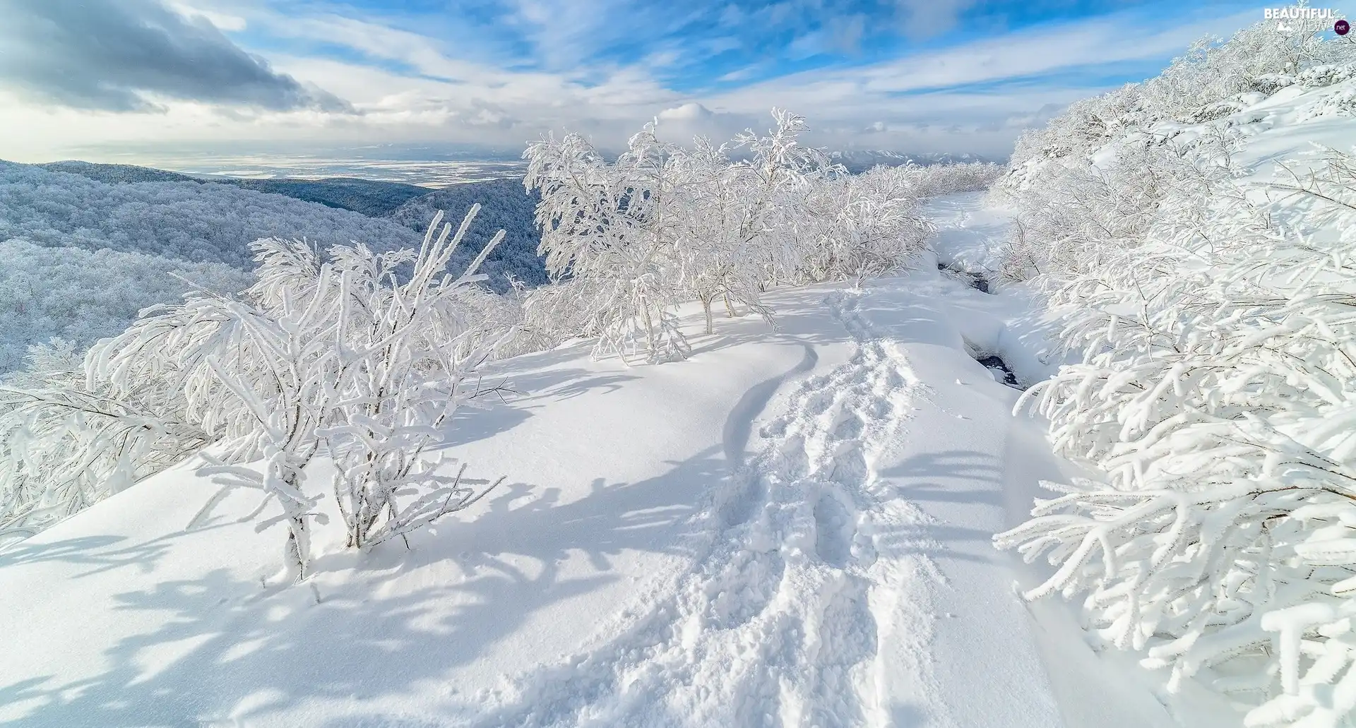 trees, viewes, traces, Snowy, winter