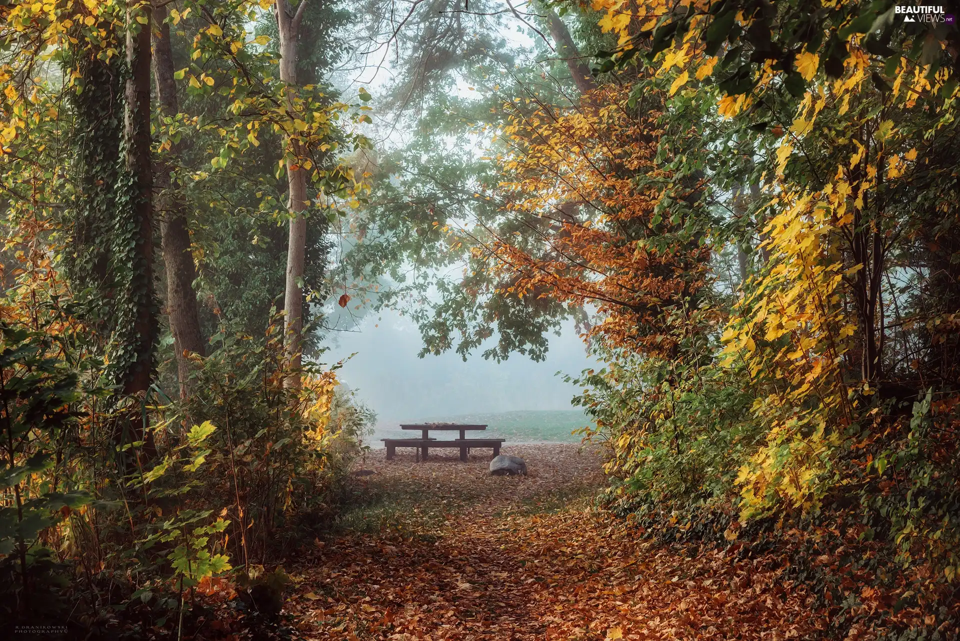 viewes, forest, Fog, Fallen Leaves, Bench, trees, autumn, Path