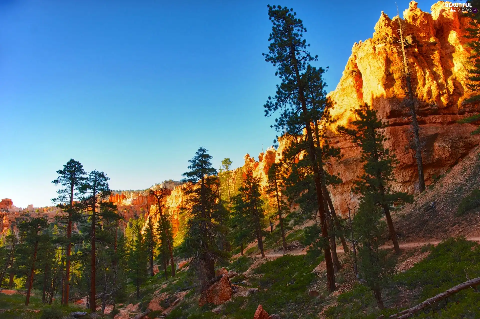 viewes, canyons, trees