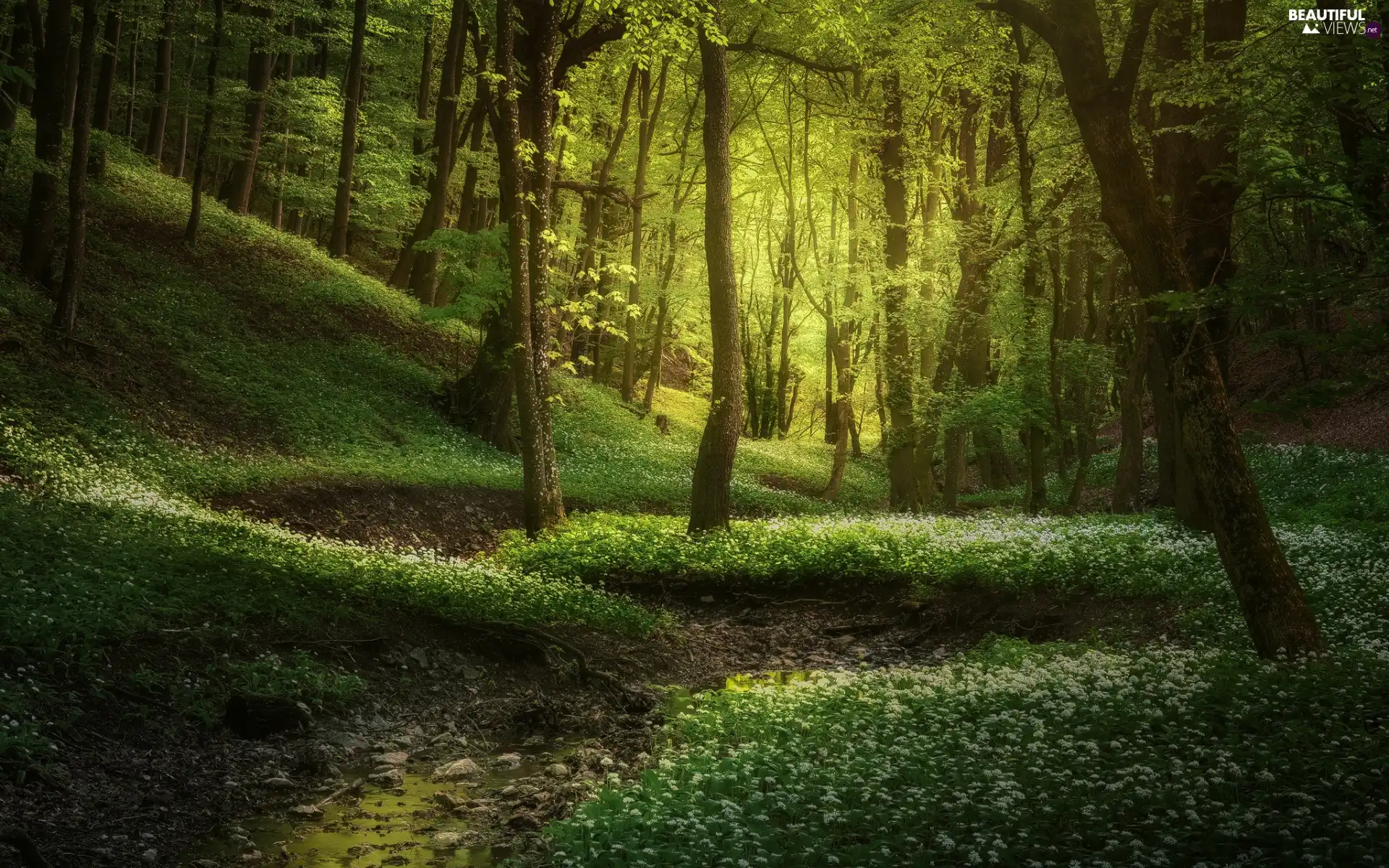 viewes, landscape, Wild Garlic, nature, Flowers, trees, forest, canyon