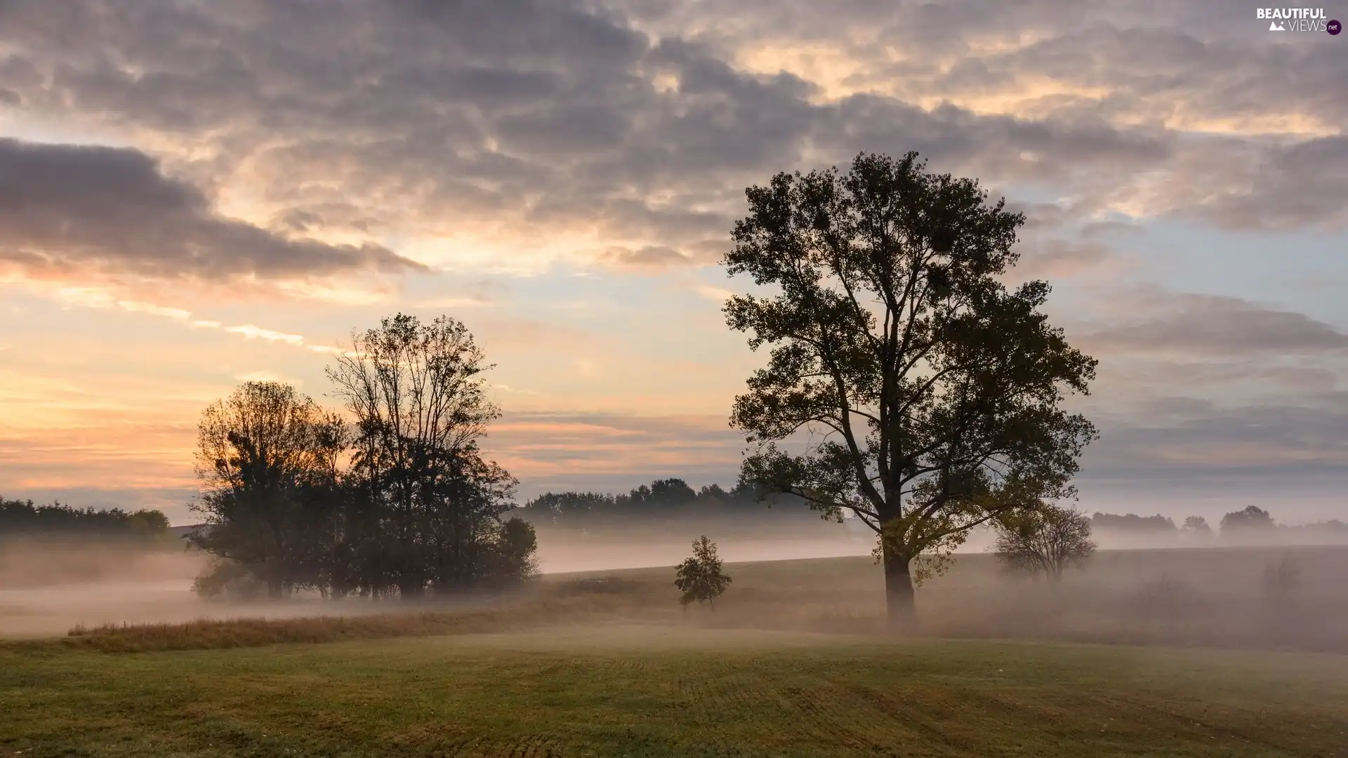 trees, Meadow, Fog, viewes