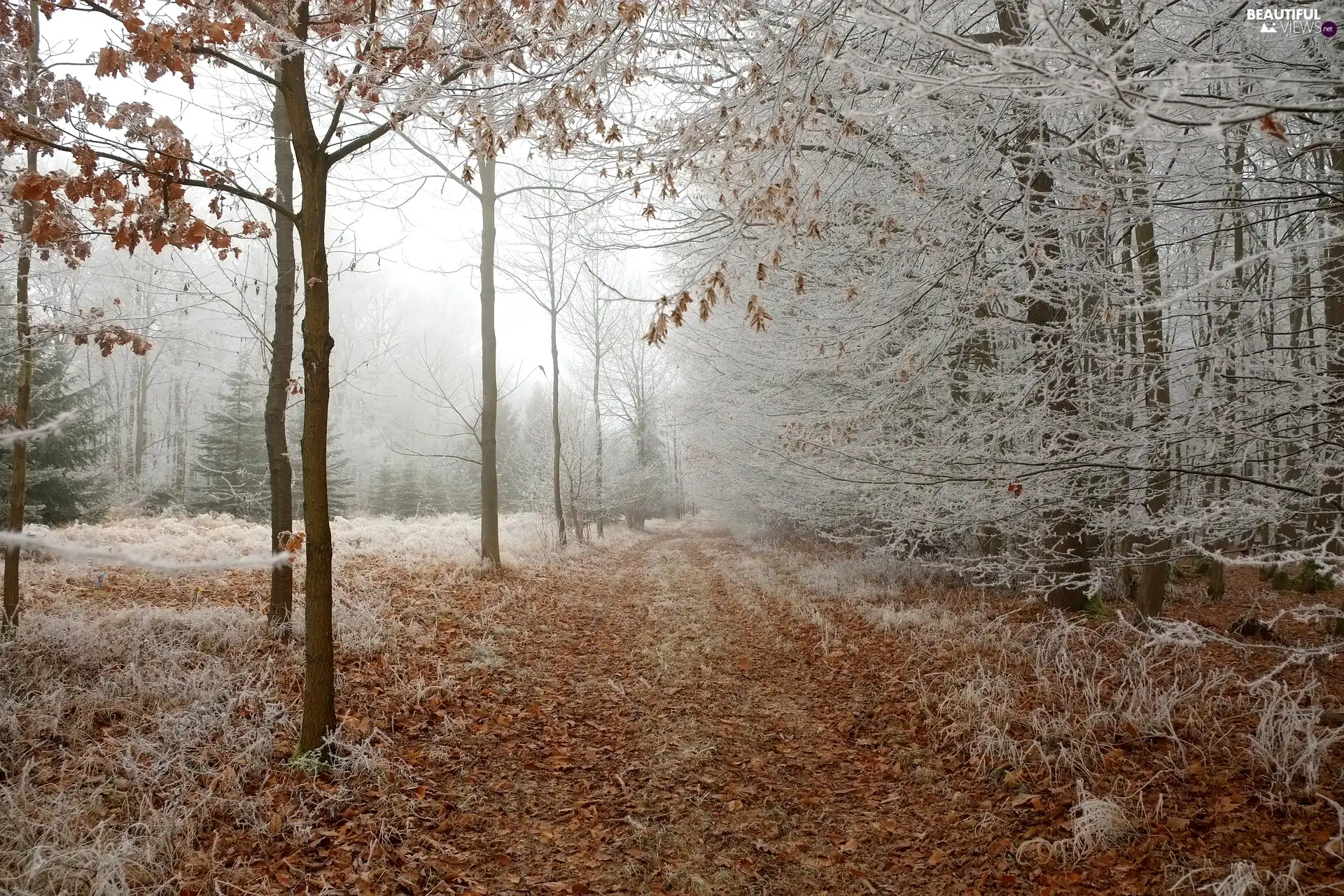 viewes, Way, White frost, fallen, Fog, trees, forest, Leaf