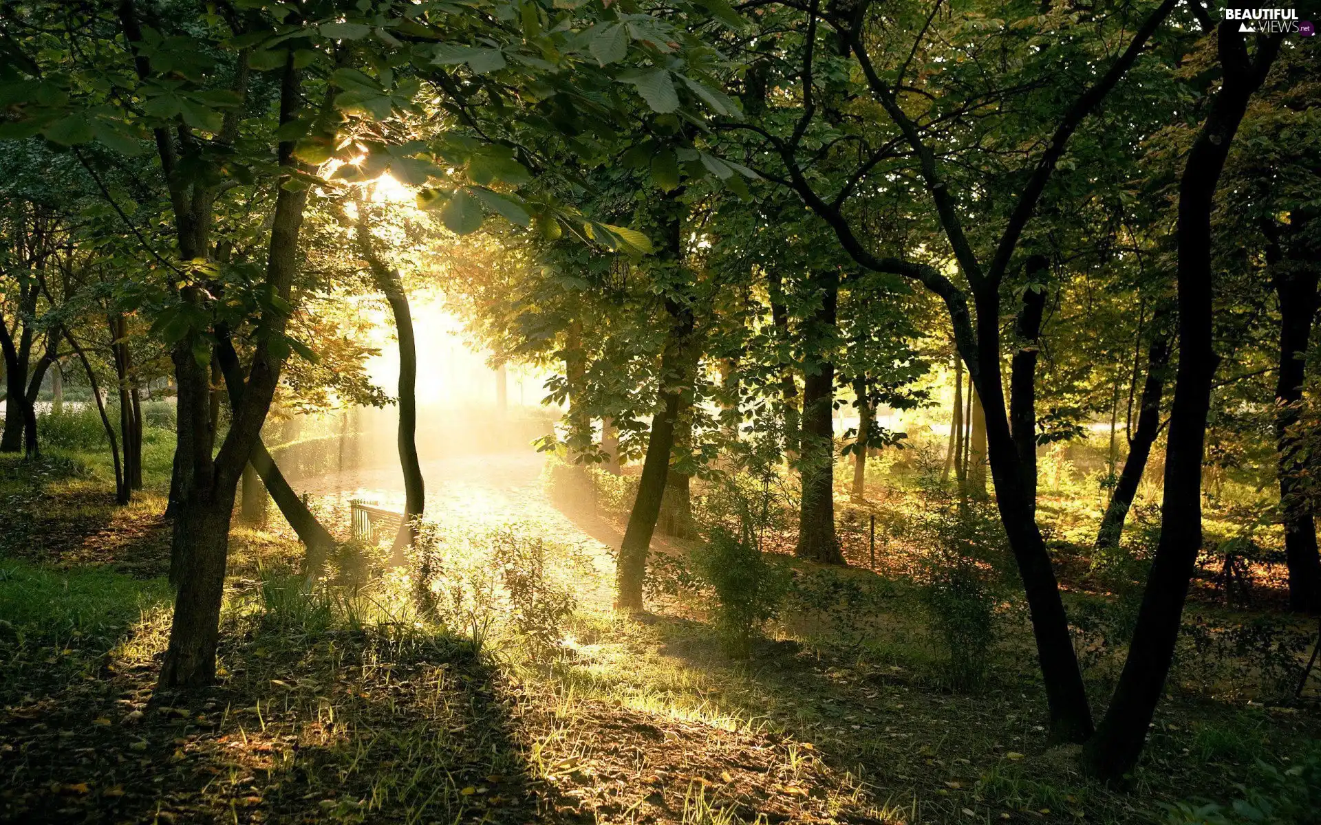 viewes, forest, trees