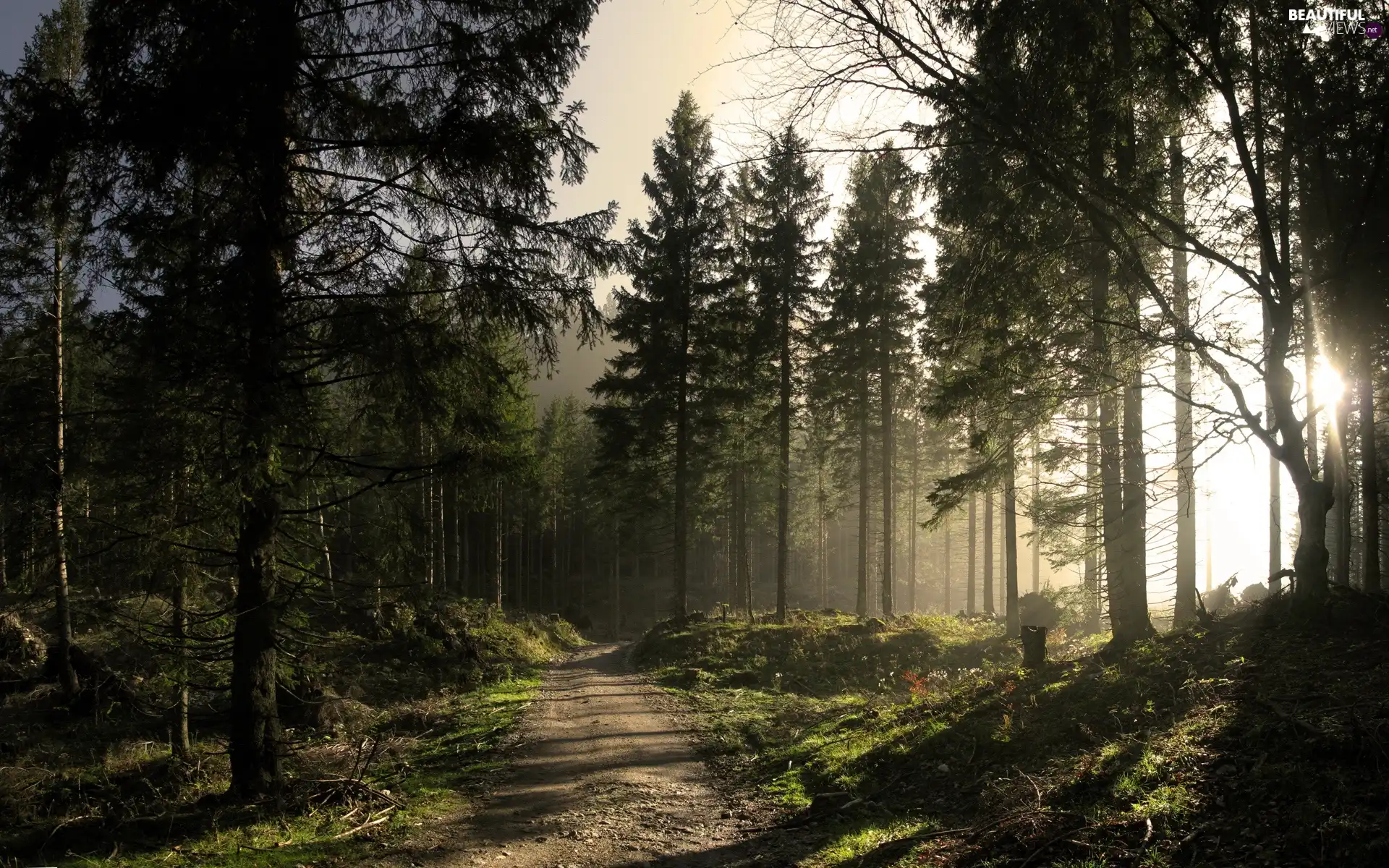 viewes, forest, trees