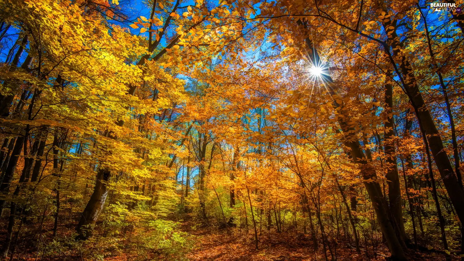 forest, rays of the Sun, trees, viewes, autumn