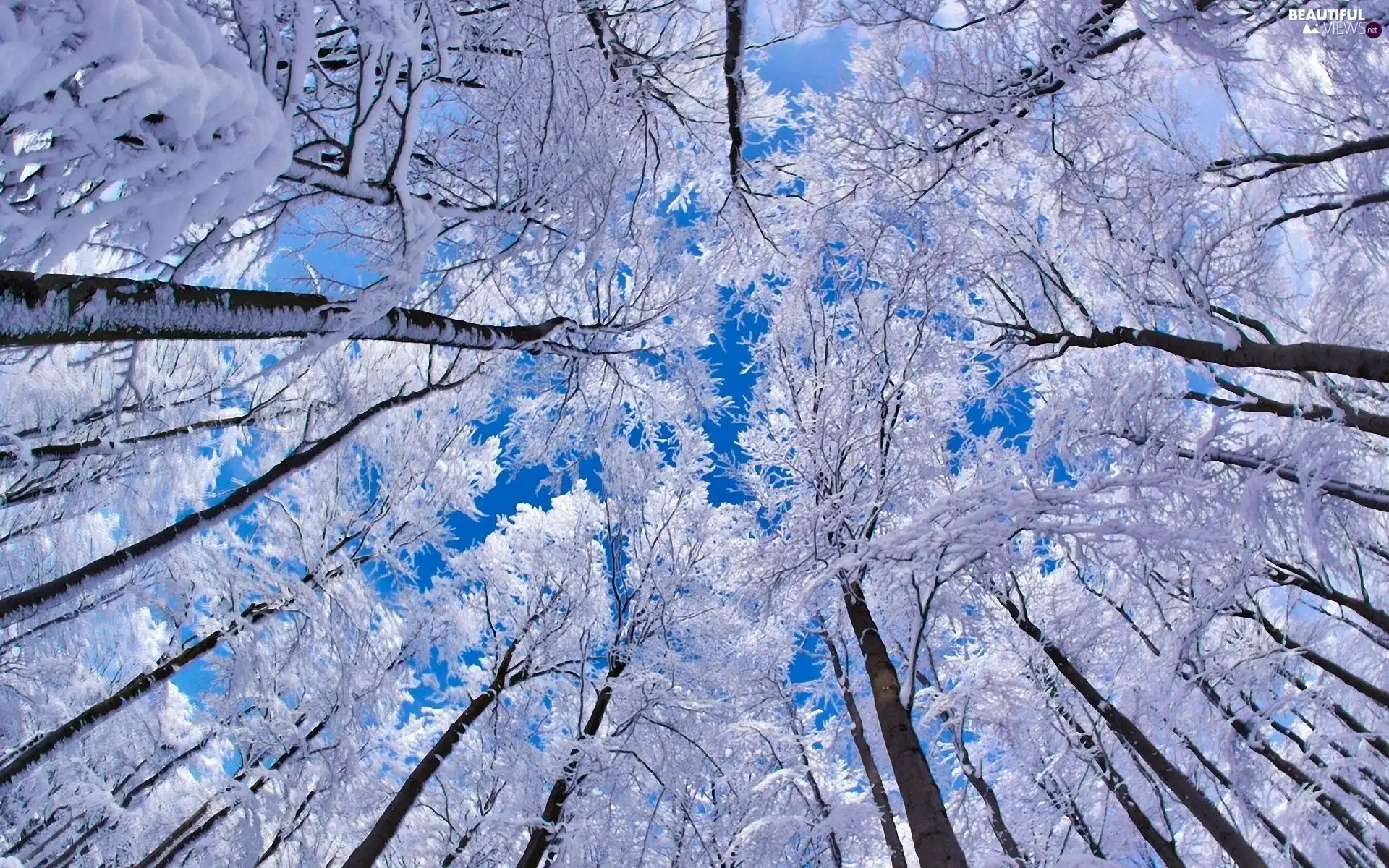viewes, frosty, trees