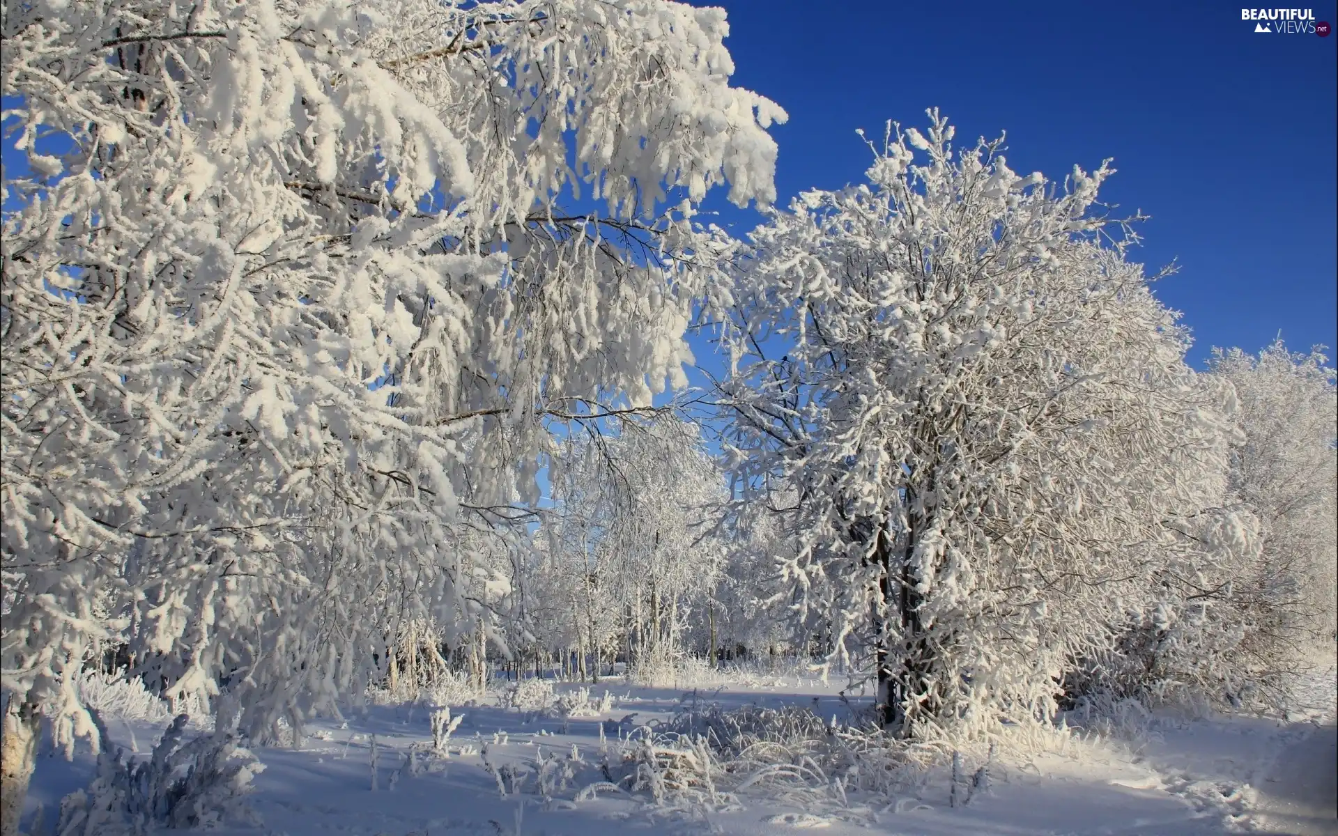 viewes, frosty, trees