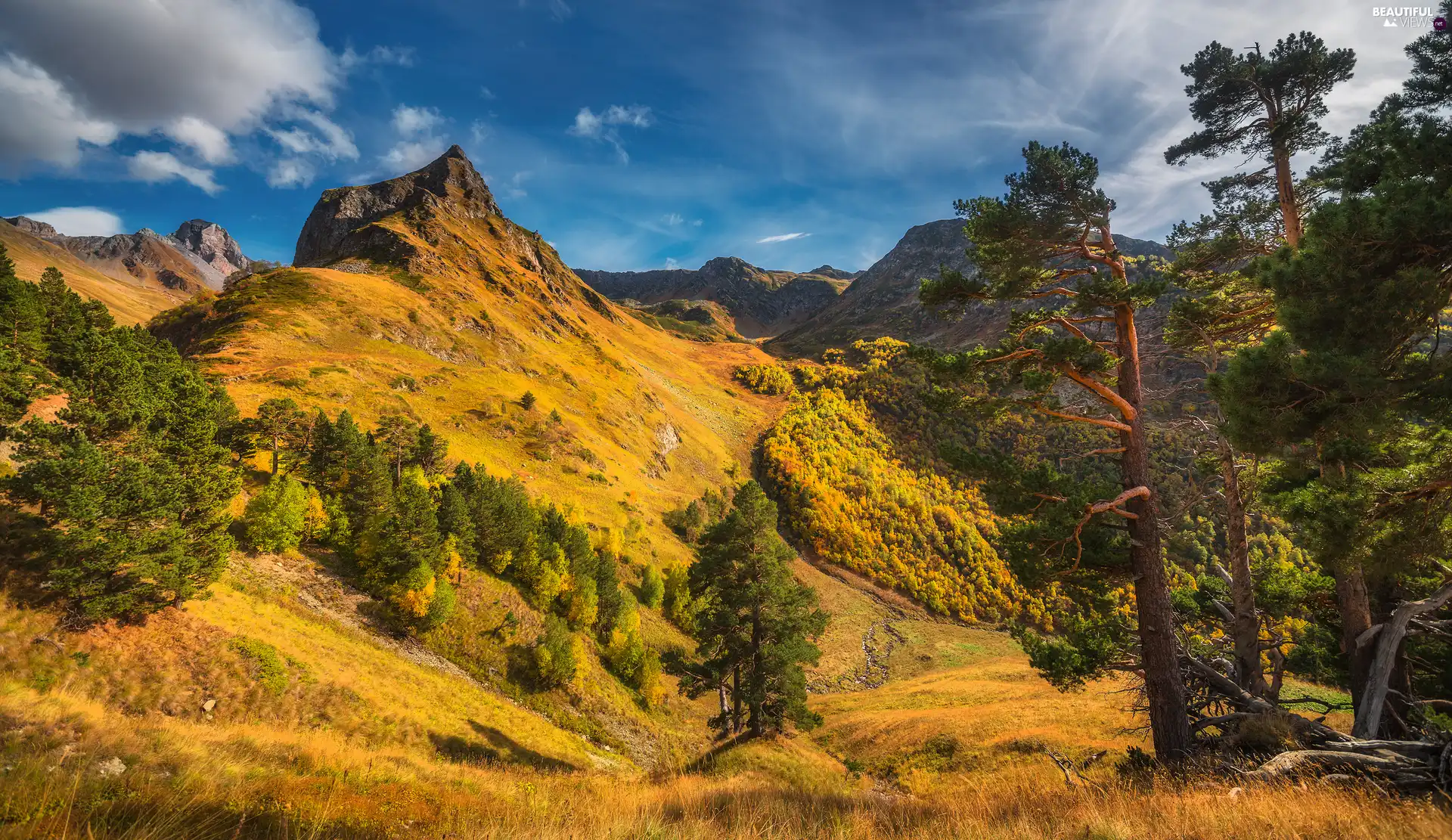 trees, Mountains, grass, viewes