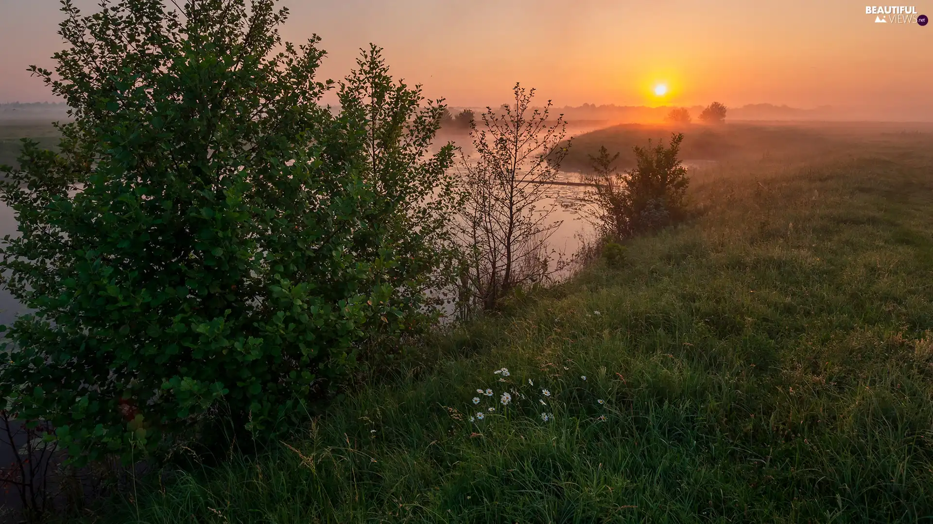 camomiles, grass, trees, Flowers, River, Great Sunsets, viewes