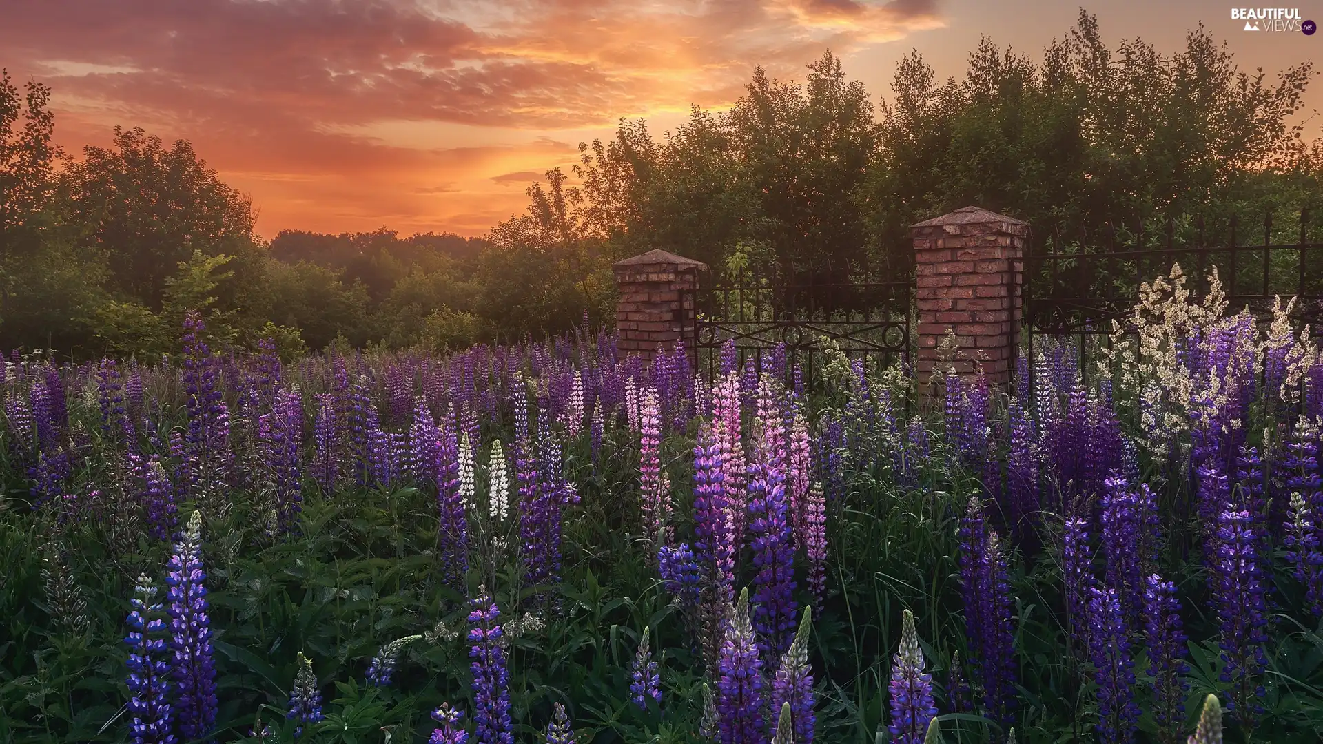 lupine, Meadow, trees, Flowers, Great Sunsets, fence, viewes