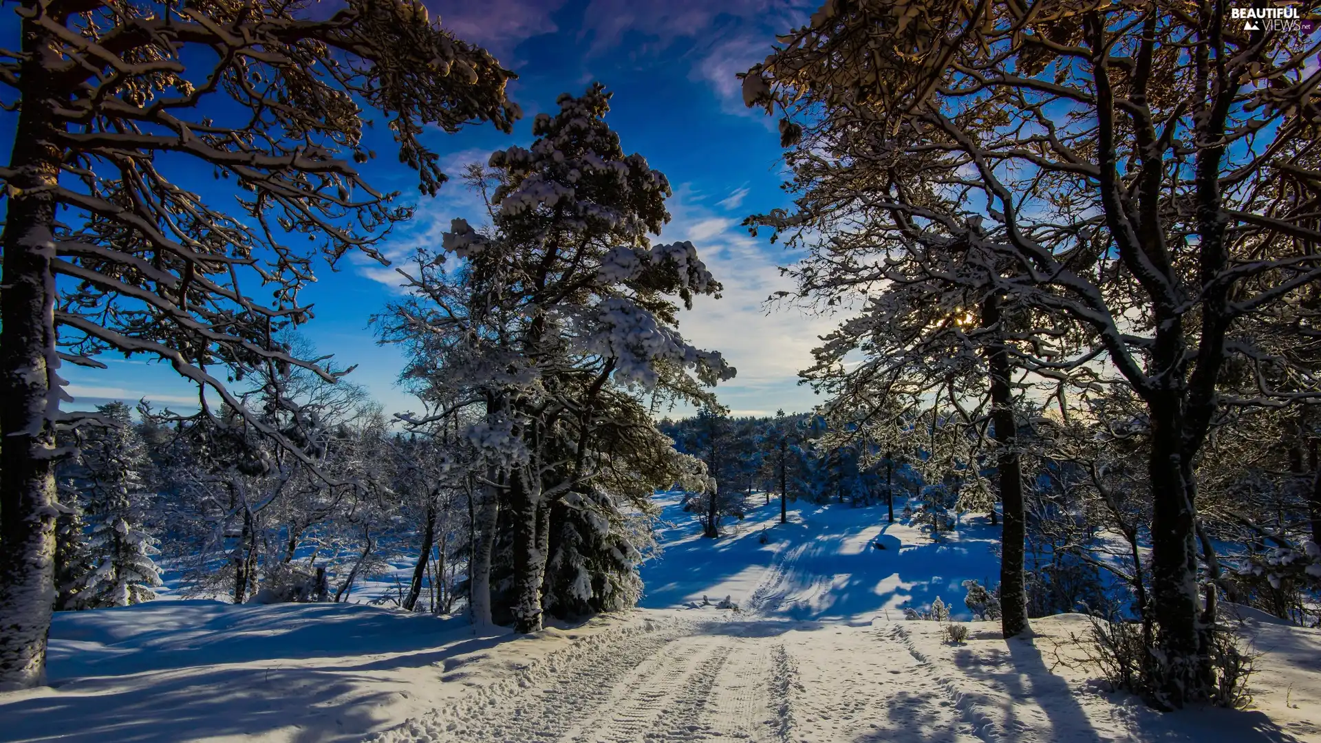 trees, viewes, sun, Wonderland, Winter, Way, winter, Norway