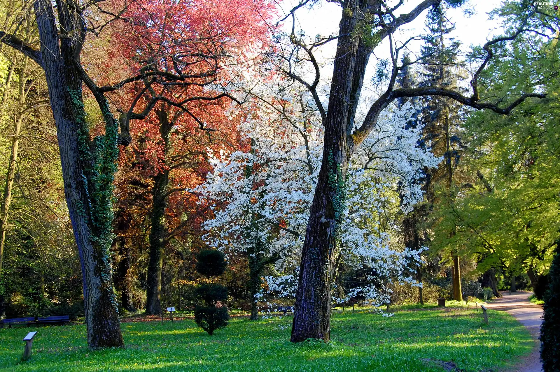 viewes, Park, trees