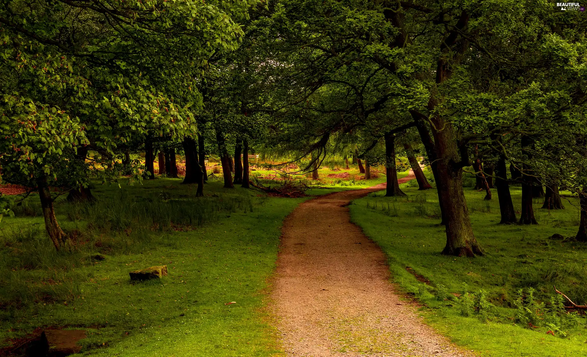 trees, Way, Park, viewes