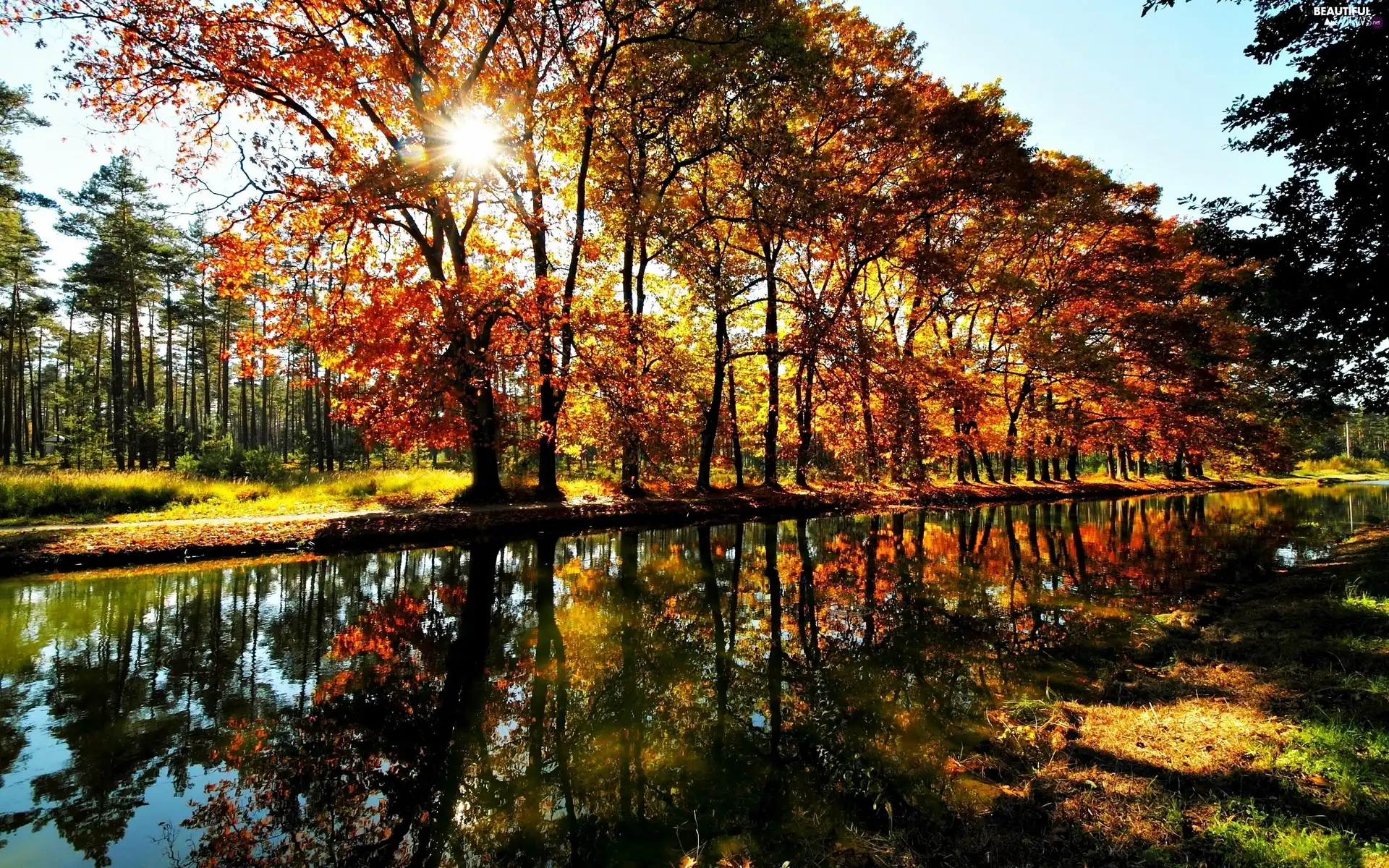 viewes, forest, rays, sun, over The River, trees