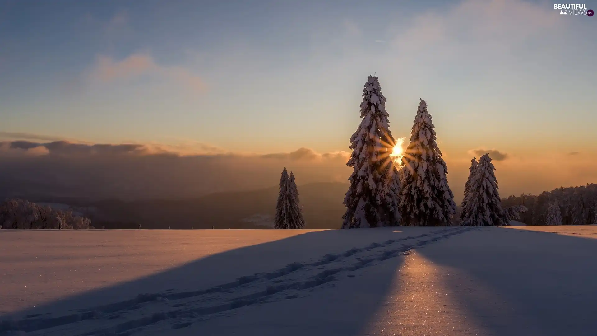 viewes, Spruces, Great Sunsets, snow, rays, trees, winter, traces