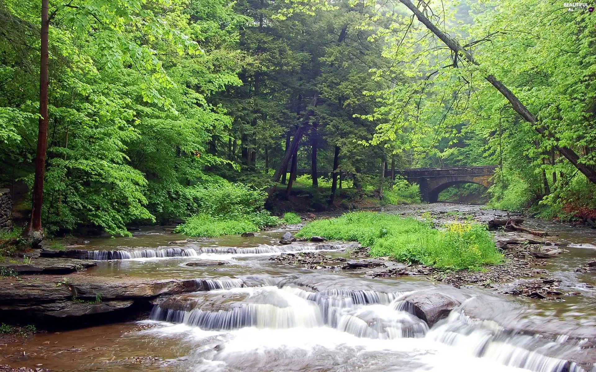 viewes, River, trees