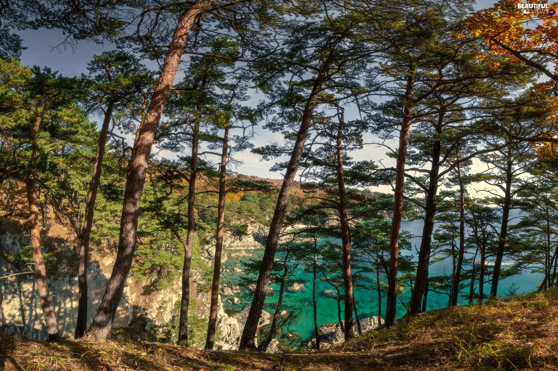 trees, sea, rocks, viewes