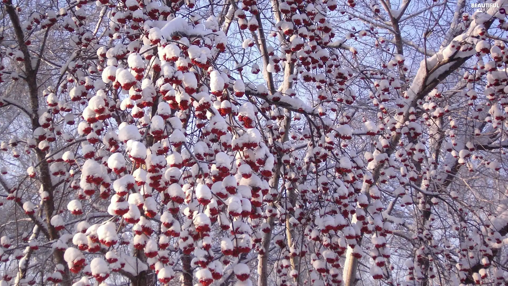 viewes, Snowy, trees