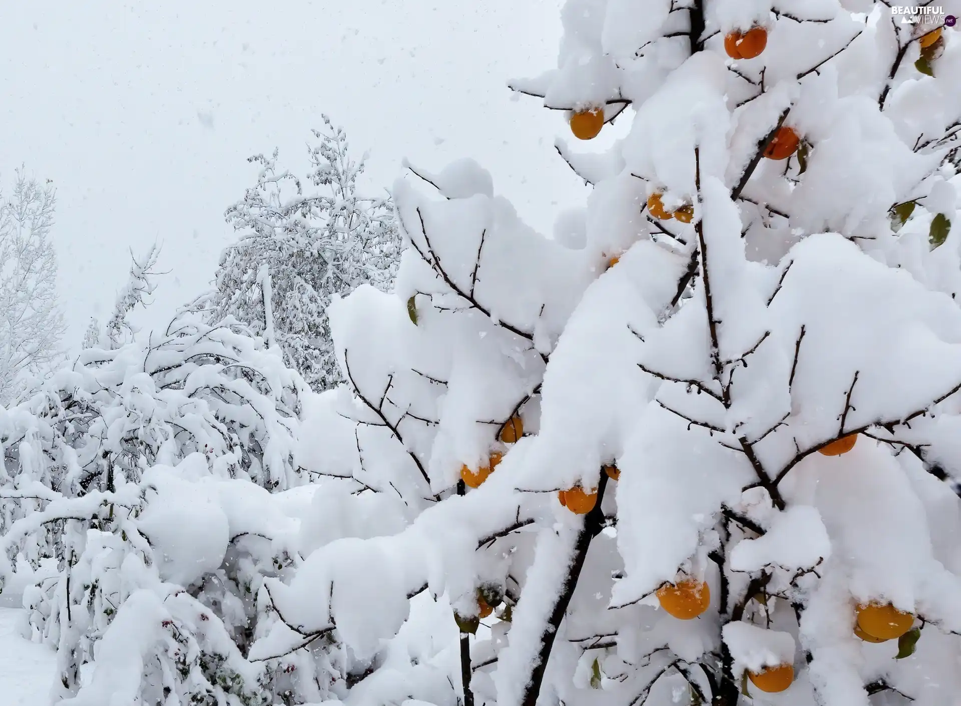 viewes, Snowy, trees