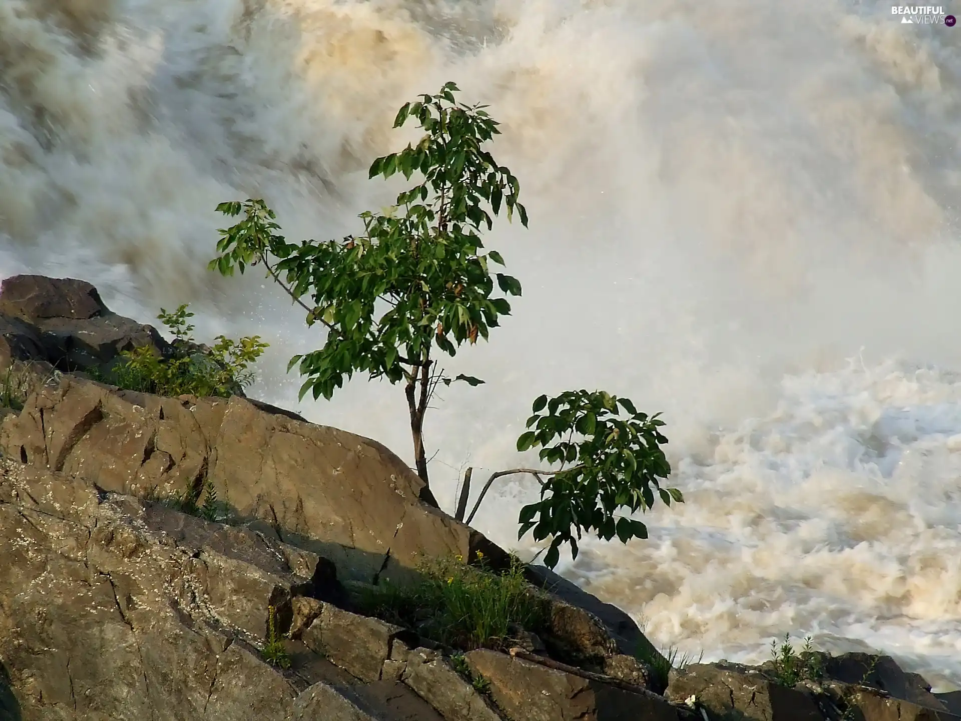 viewes, waterfall, trees