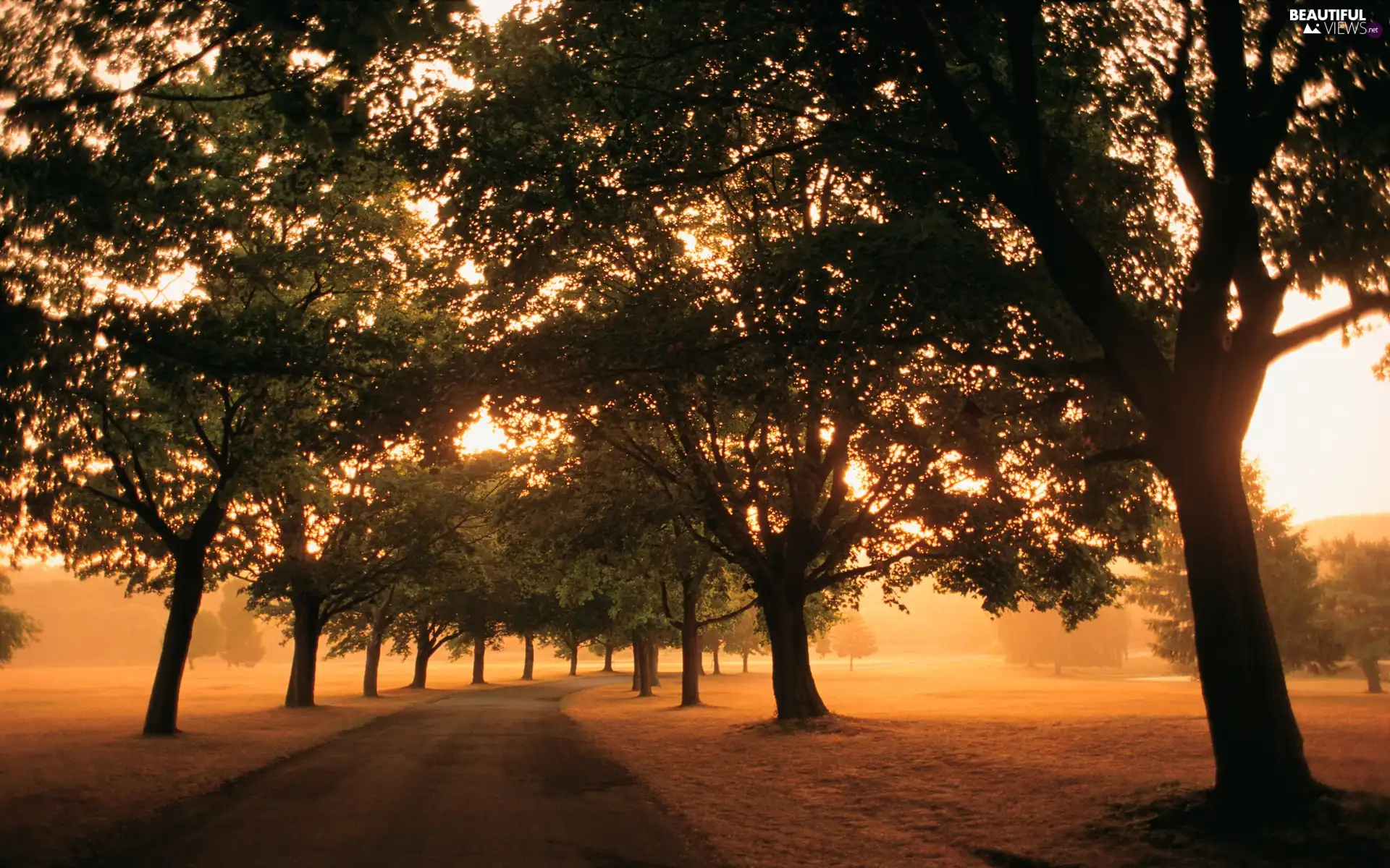 viewes, Way, trees