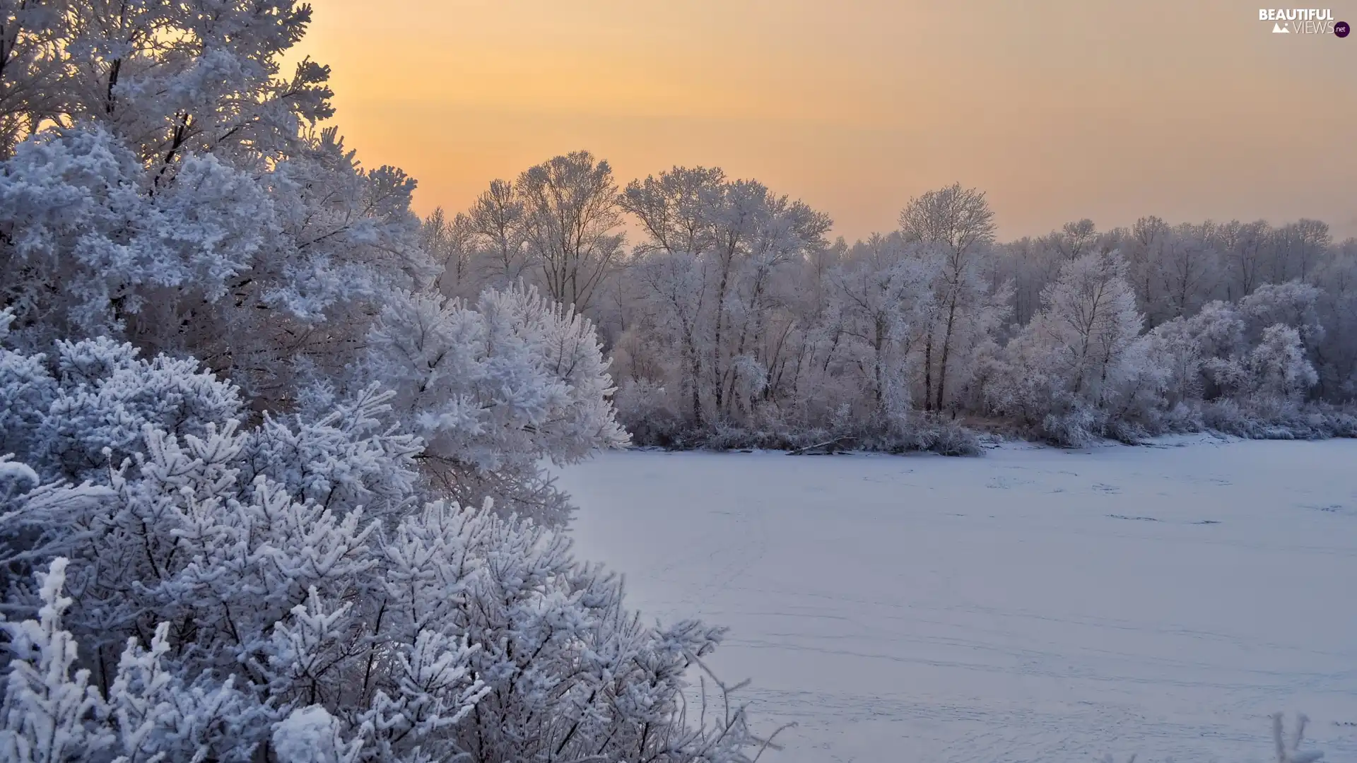 Snowy, winter, trees, viewes, branch pics, snow