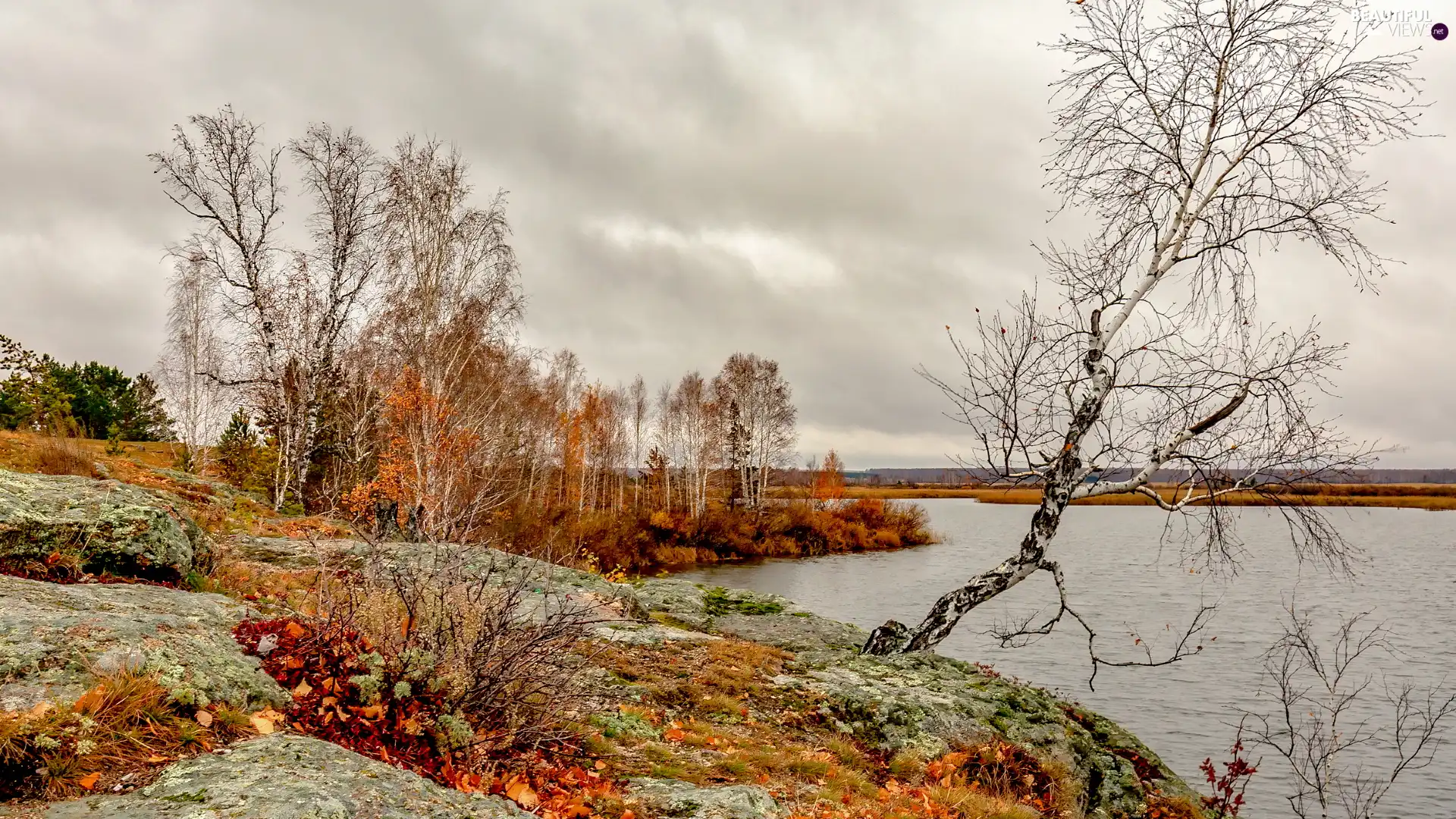 birch, trees, VEGETATION, viewes, autumn, Coloured, lake