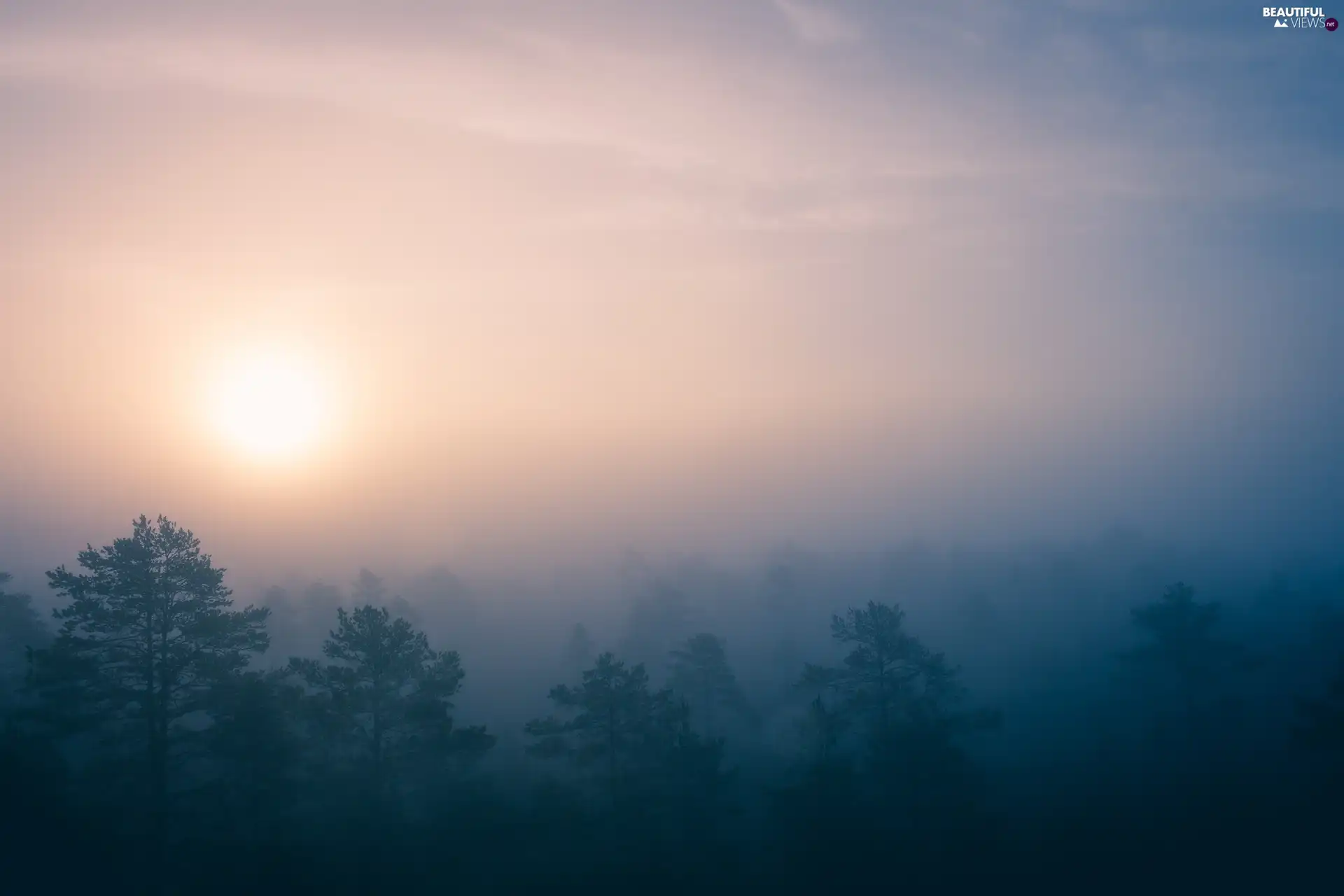 viewes, vertices, Fog, trees, Sunrise