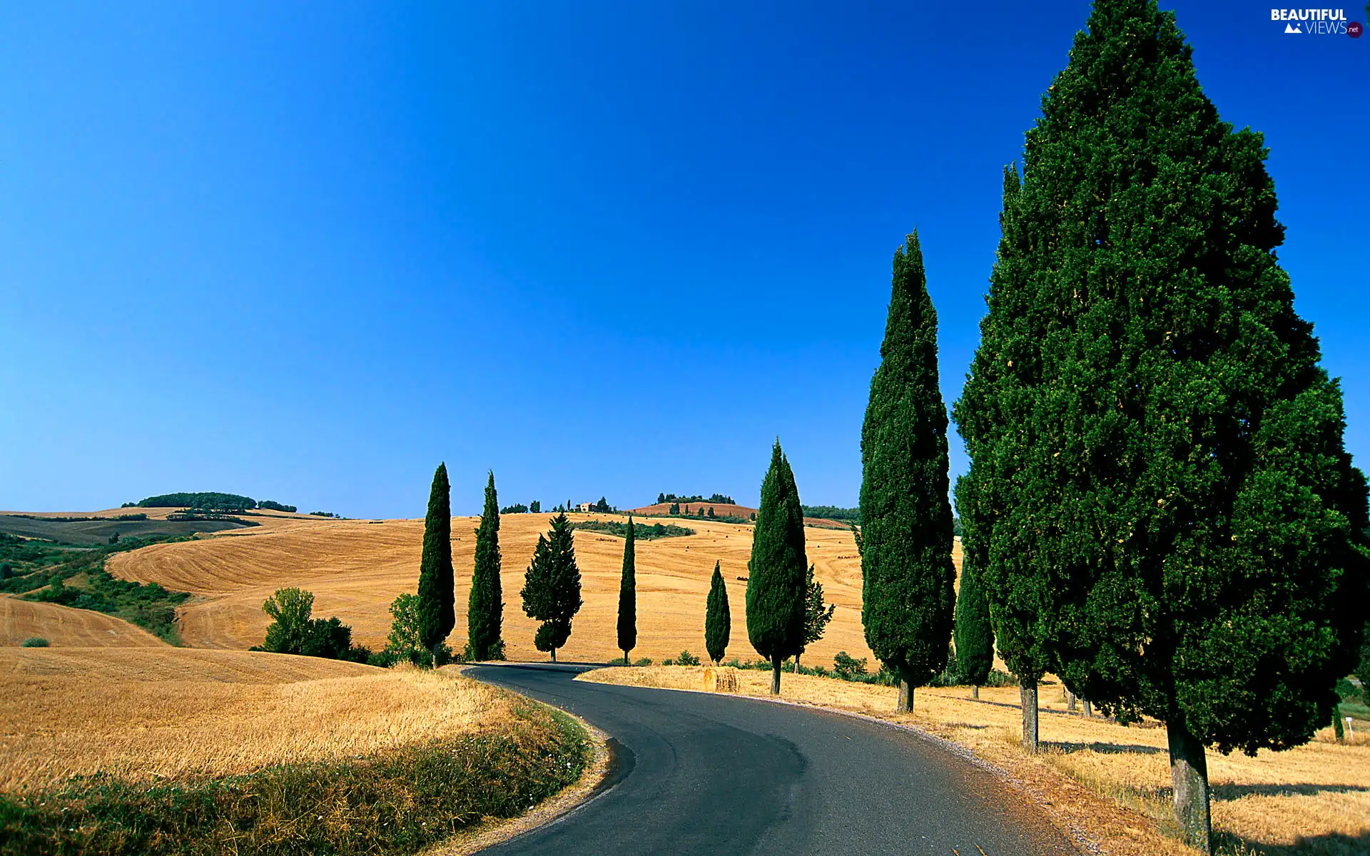 viewes, Way, field, trees, Sky