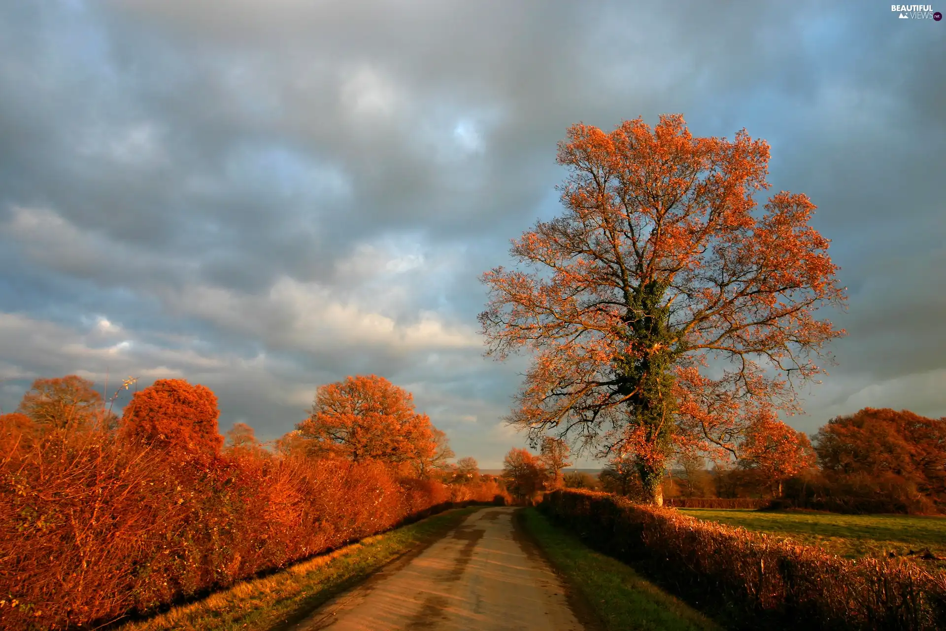 Way, trees, viewes, autumn