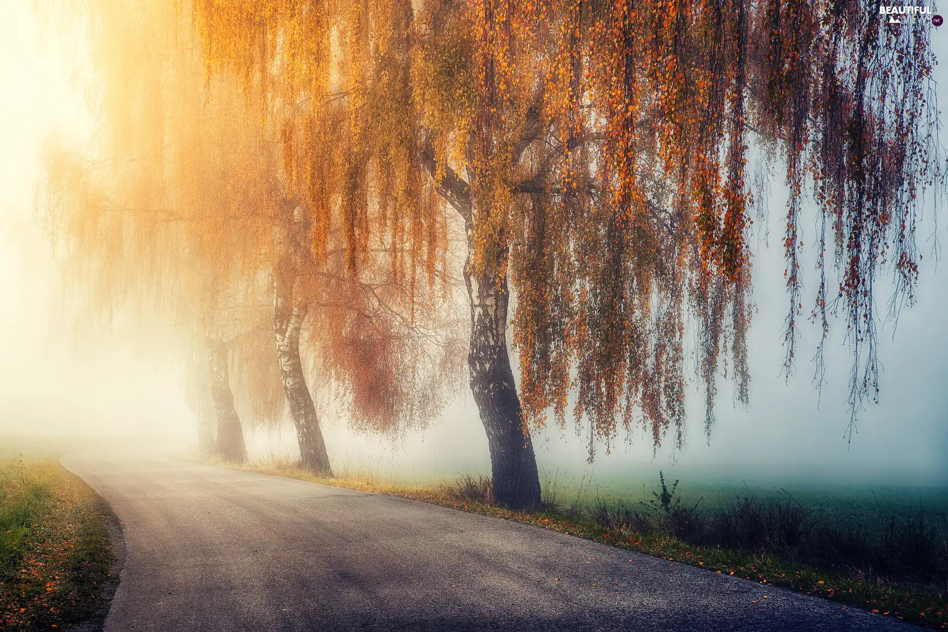 birch, trees, Way, viewes, autumn, Fog, Field