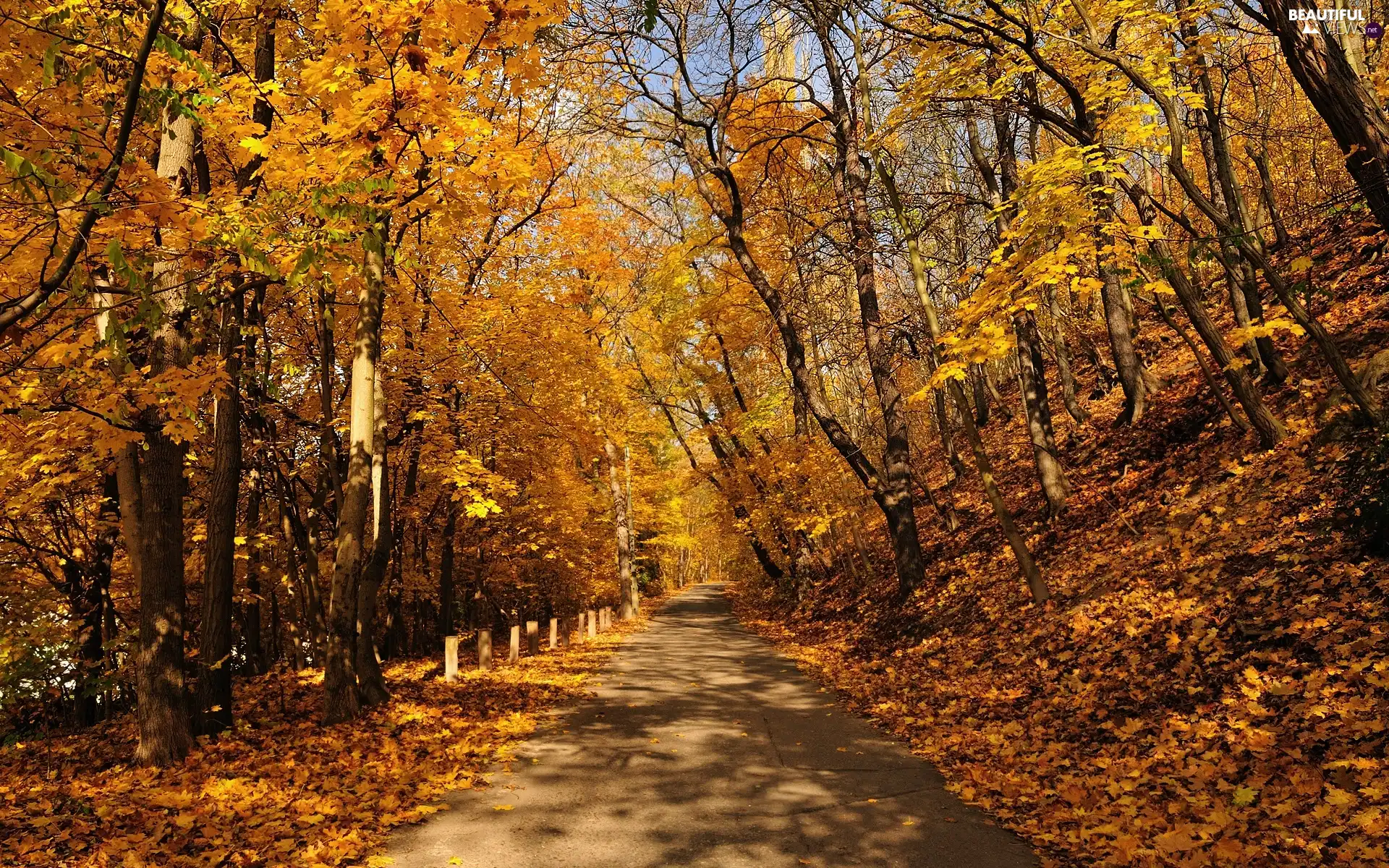 Way, trees, viewes, Leaf