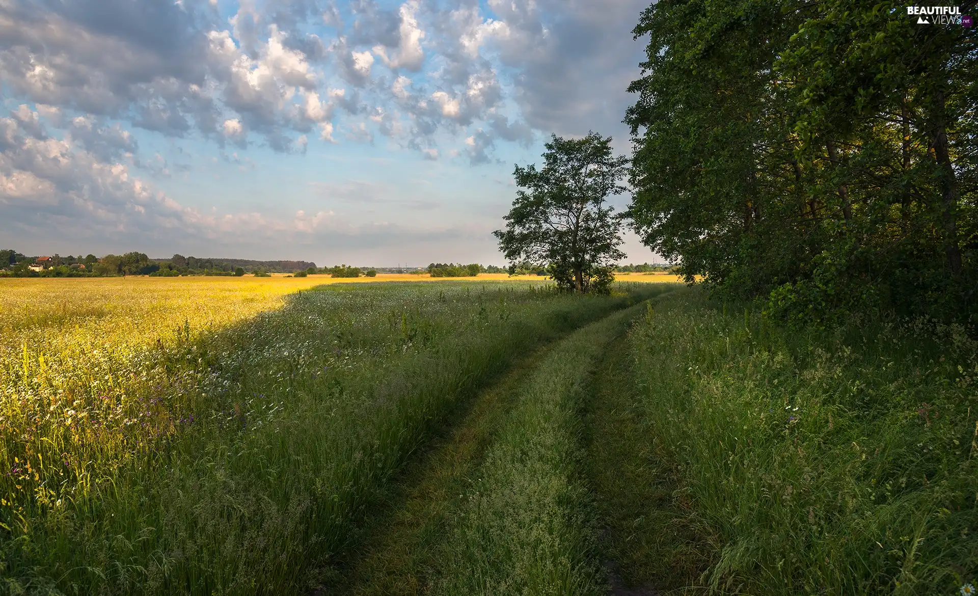 Meadow, Field, trees, viewes, Flowers, Way