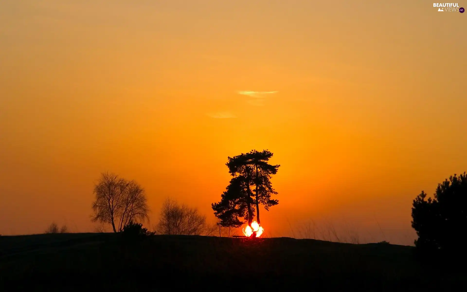 west, trees, viewes, sun