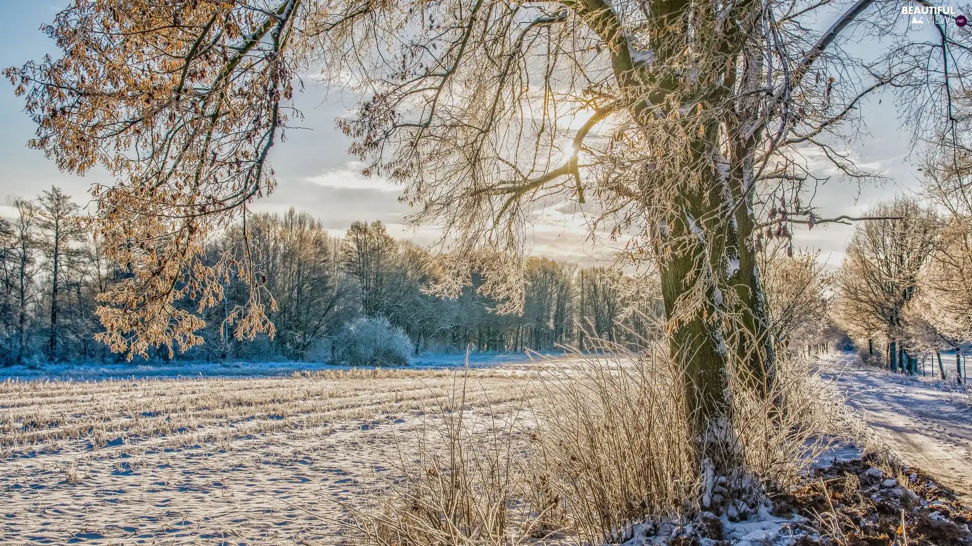 trees, viewes, winter, frosty, field