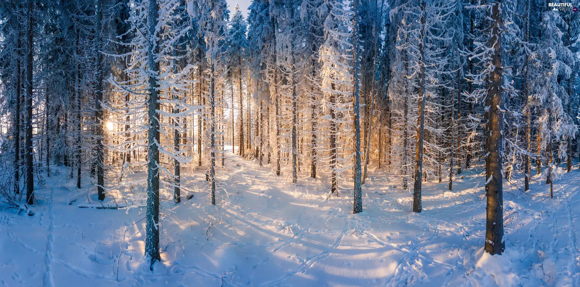 trees, viewes, winter, snow, forest