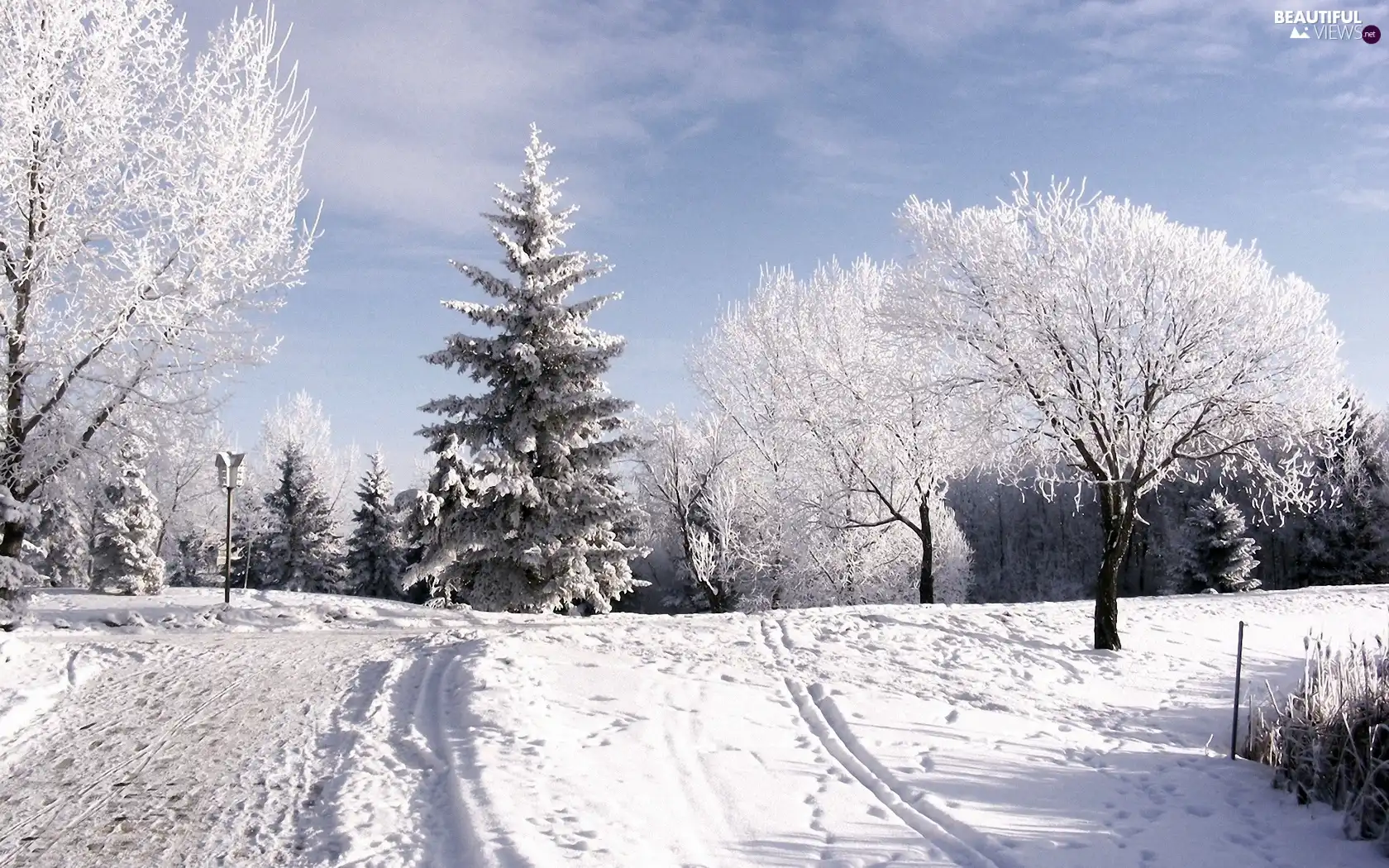 viewes, winter, Way, trees, forest