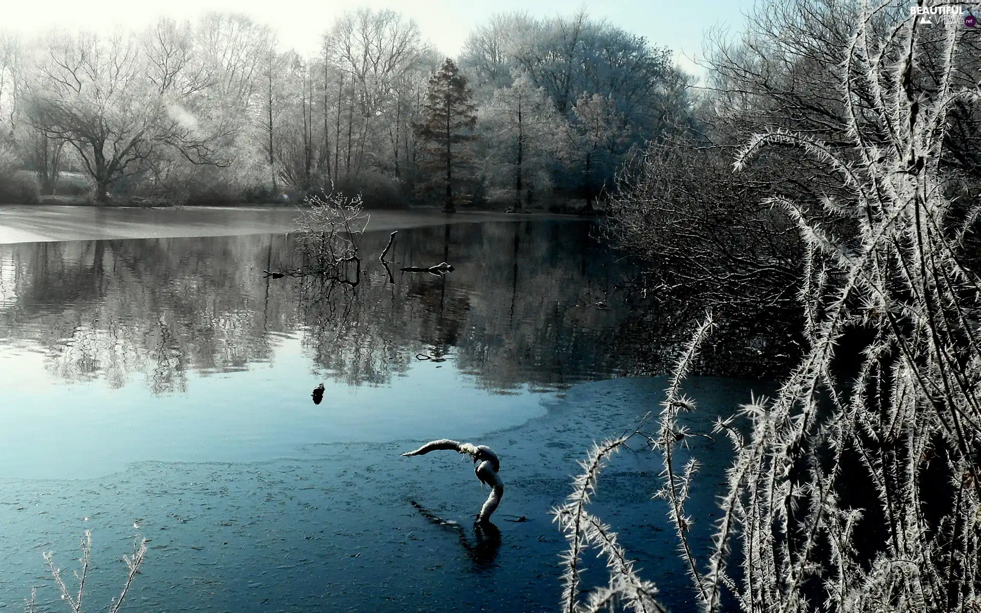 viewes, winter, lake, trees, Park