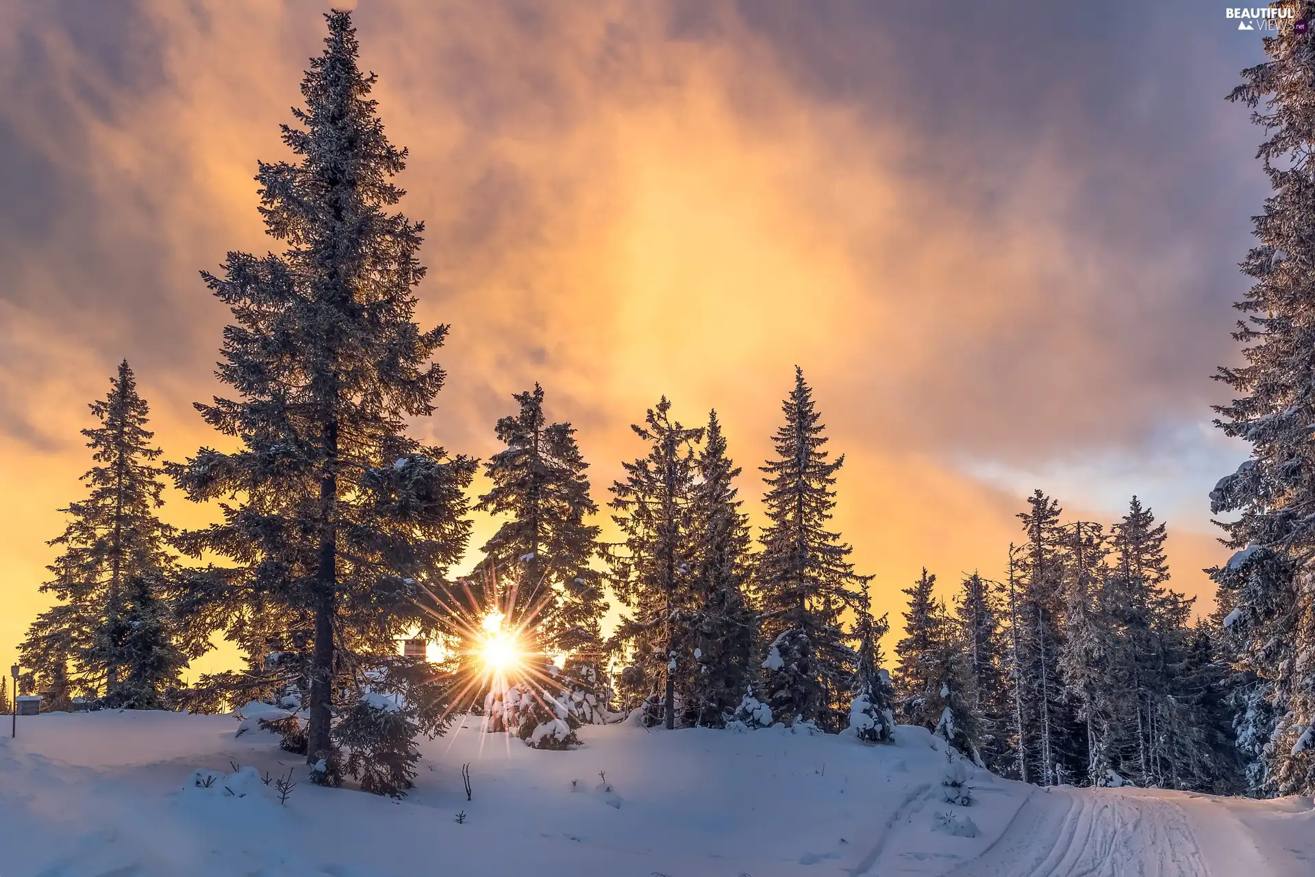 viewes, forest, rays of the Sun, winter, Spruces, trees