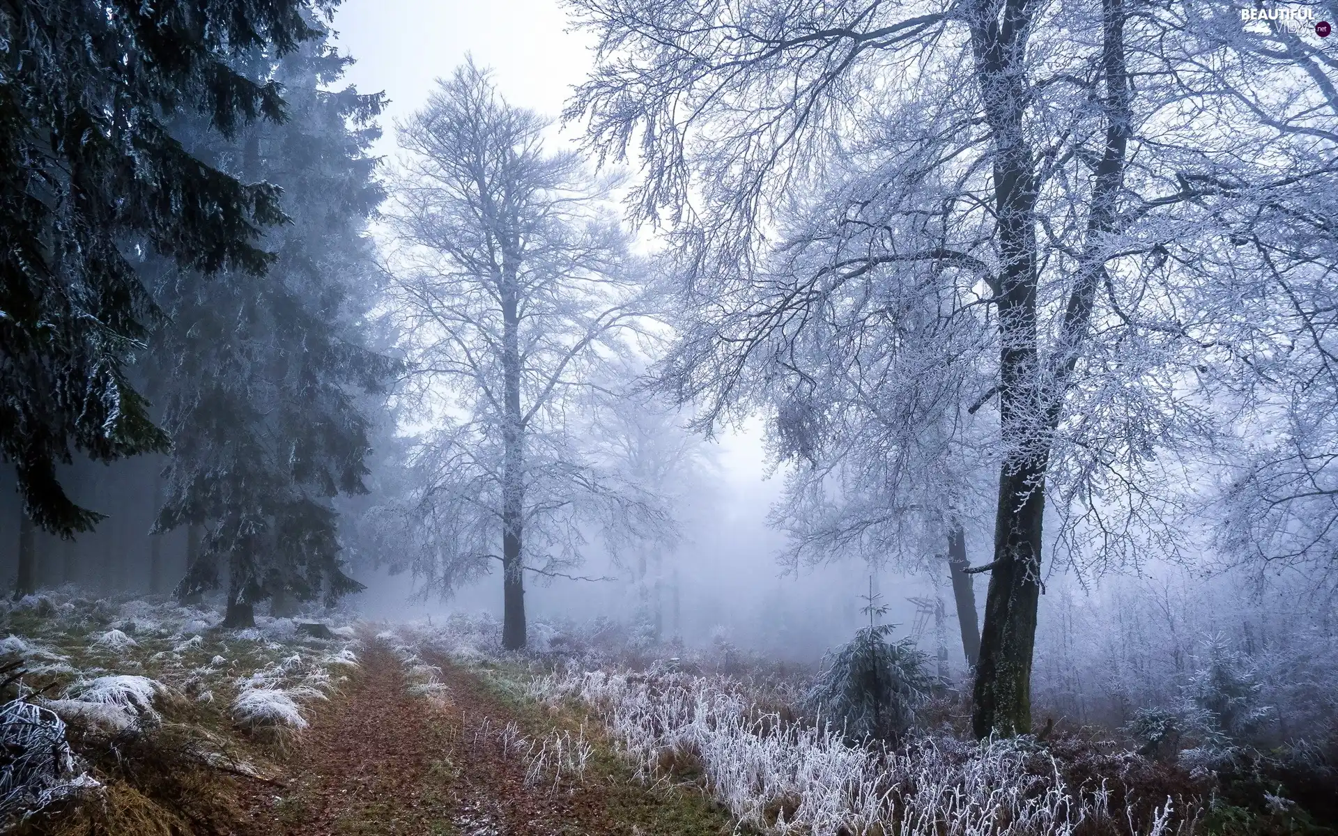 Snowy, forest, viewes, winter, trees, Way